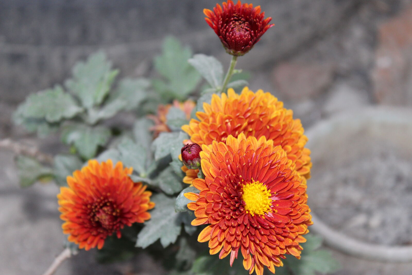 Canon EOS 700D (EOS Rebel T5i / EOS Kiss X7i) sample photo. Click, of, babl photography