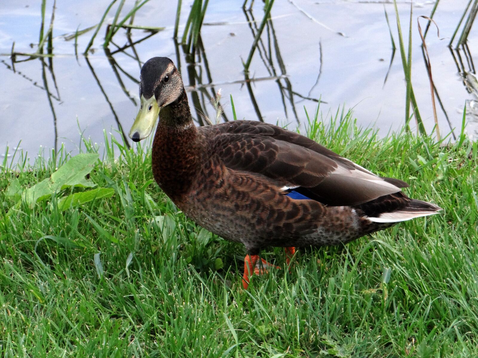 Sony DSC-HX200V sample photo. Duck, water bird, water photography