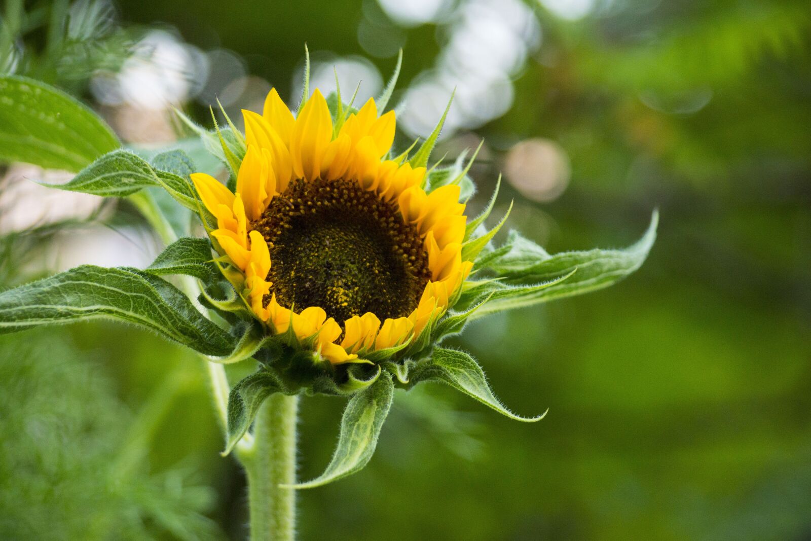 Sony SLT-A65 (SLT-A65V) sample photo. Nature, plant, flower photography