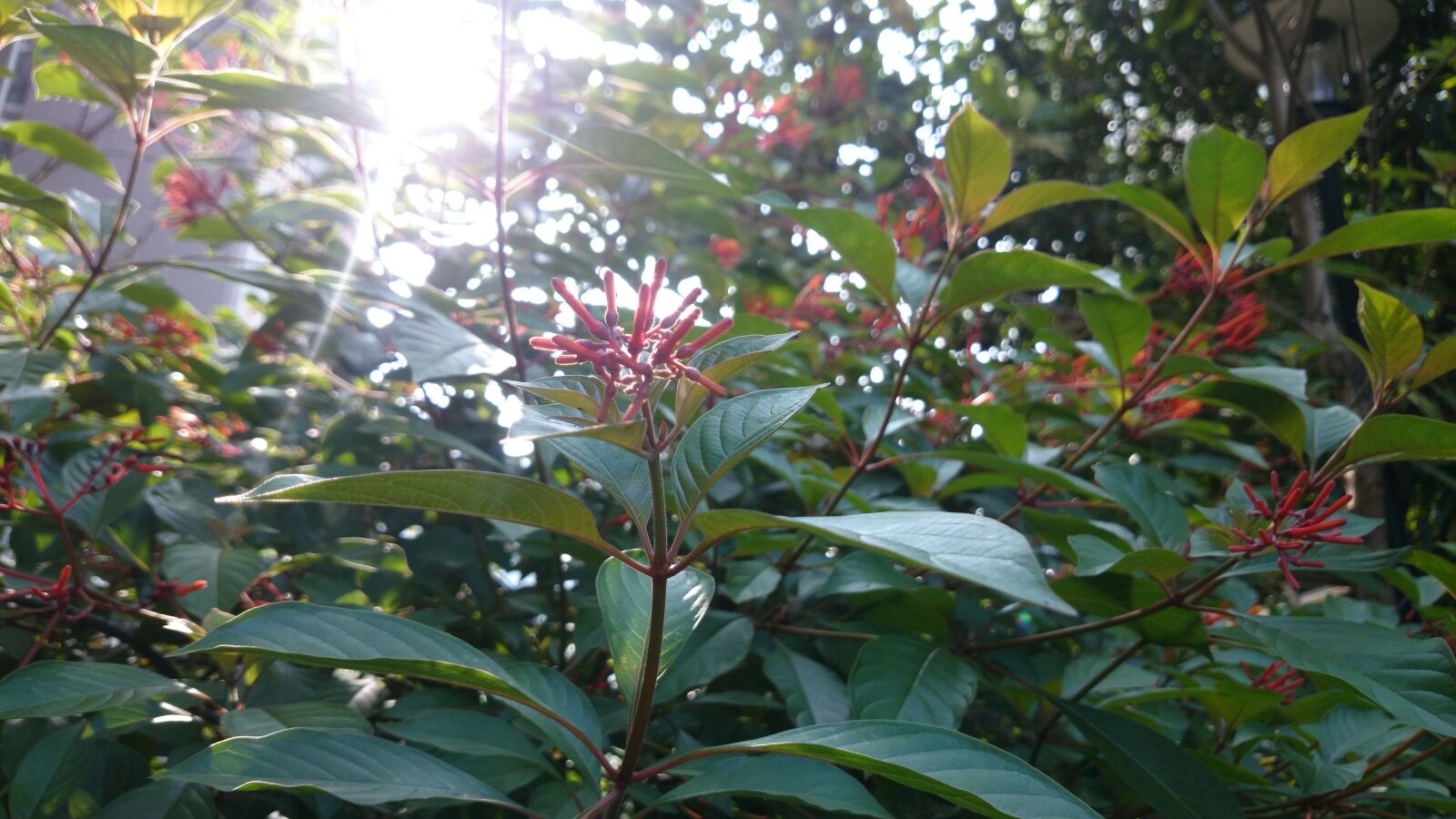 Sony Xperia Z1 sample photo. Flower, residential, real shot photography