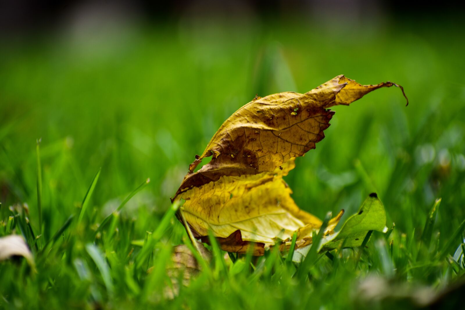 Nikon D3400 sample photo. Dry leaf, plain, leaf photography