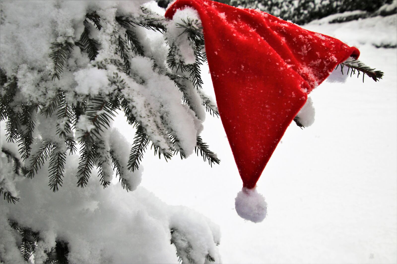 Canon EOS 80D sample photo. Christmas tree, cap, death photography