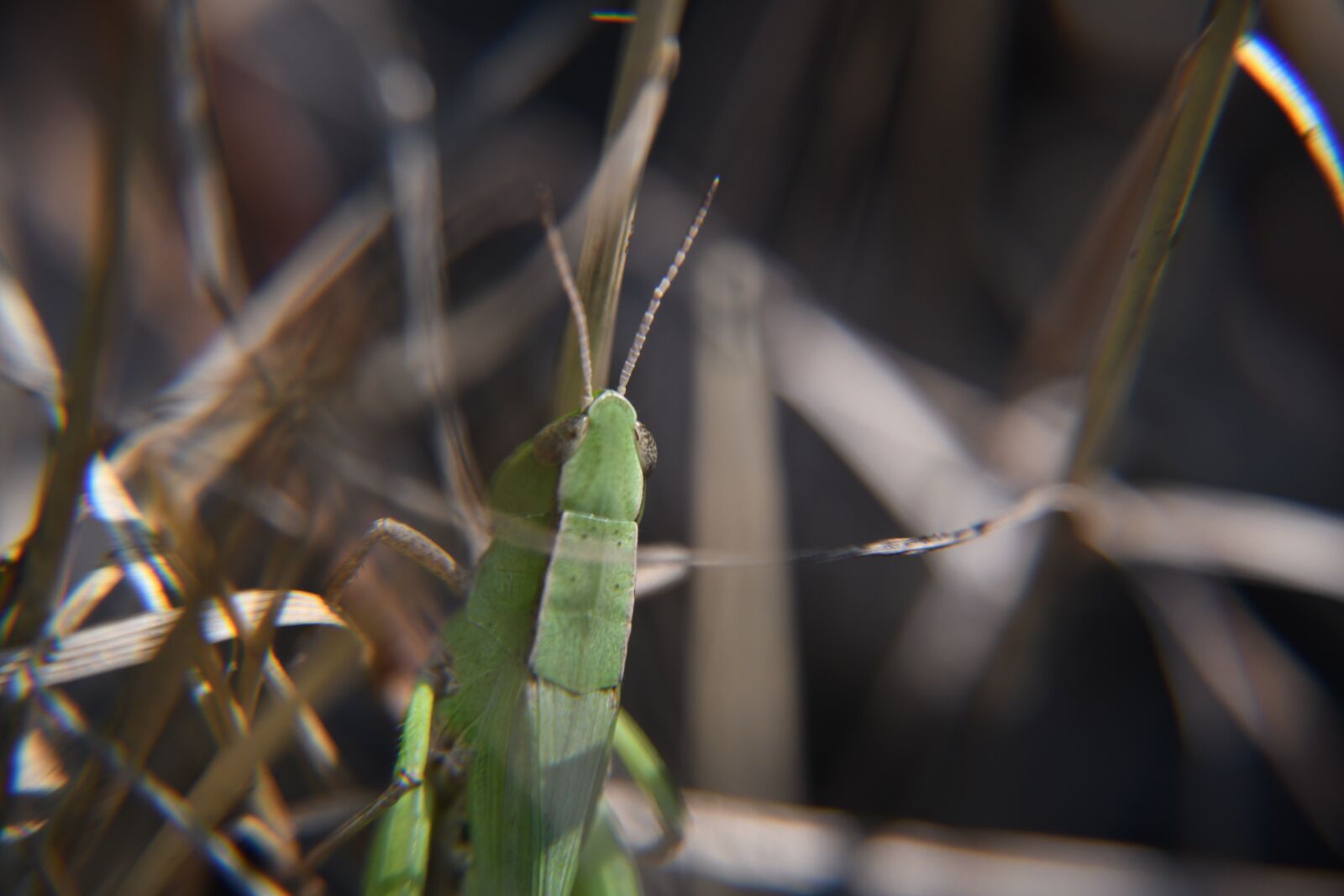 Nikon D850 sample photo. Grasshopper, insect, bug photography