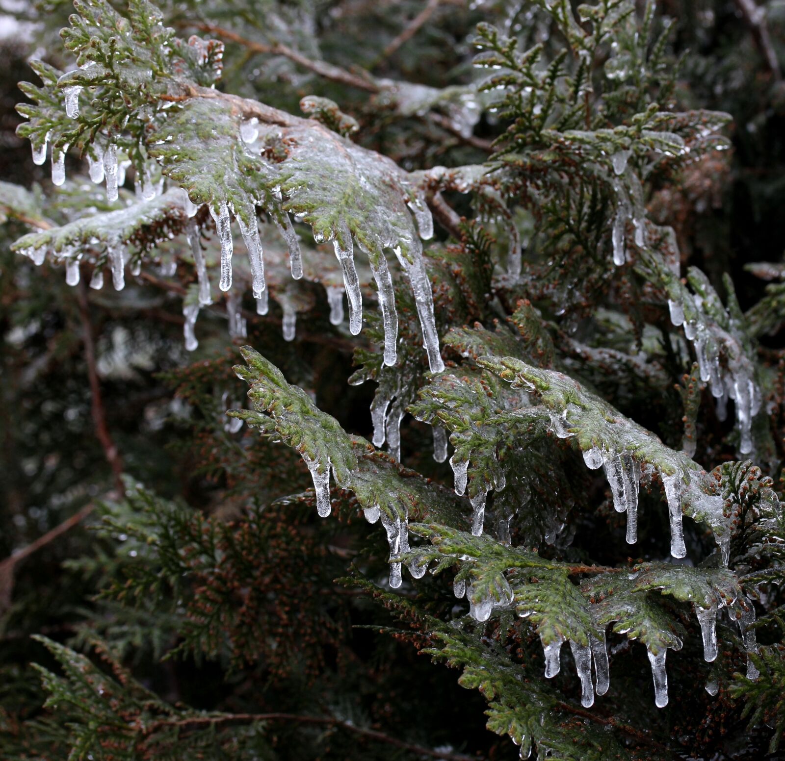 Canon EF-S 60mm F2.8 Macro USM sample photo. Casey, frozen, ice photography