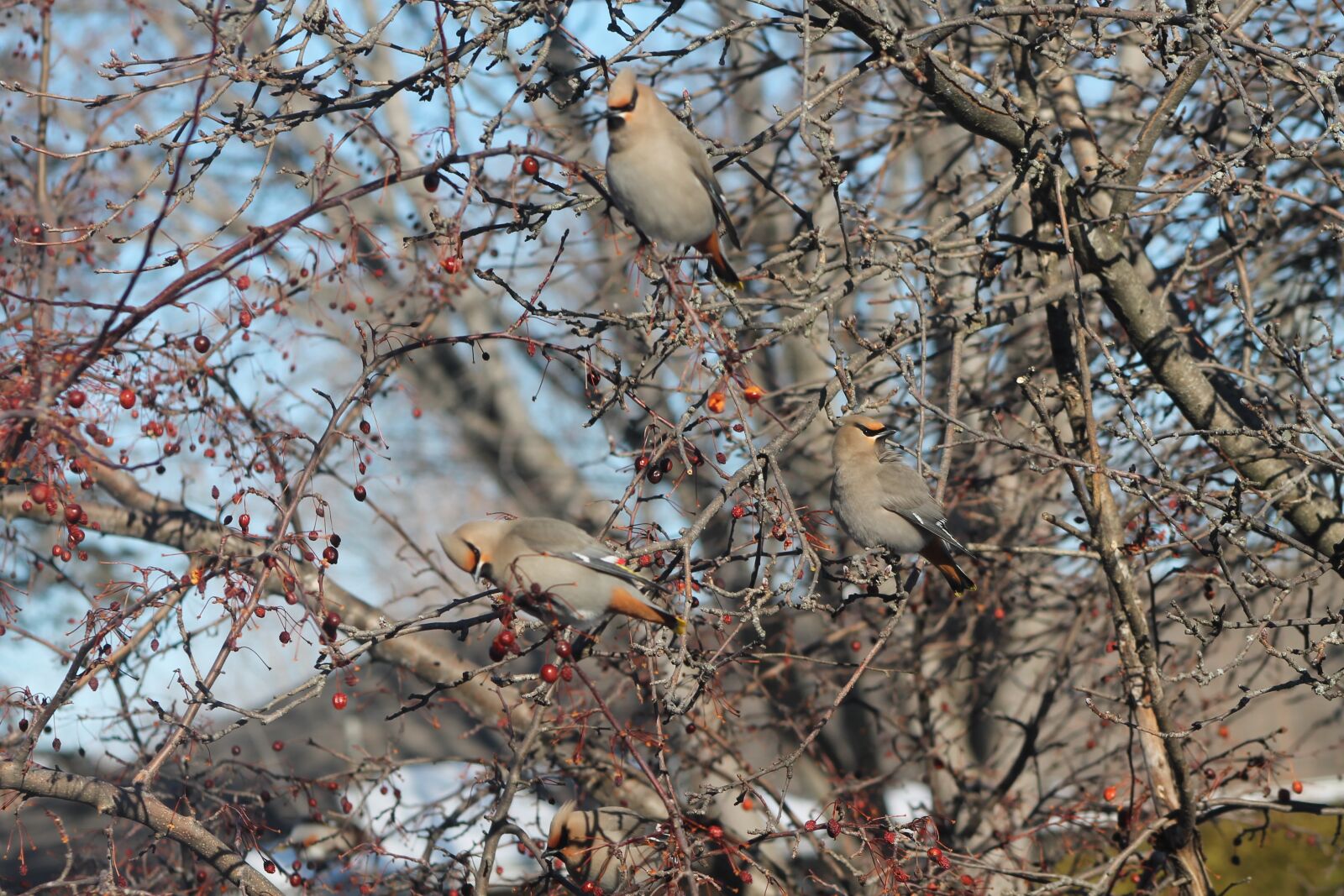 Canon EOS 1100D (EOS Rebel T3 / EOS Kiss X50) sample photo. Birds, fall, tree photography