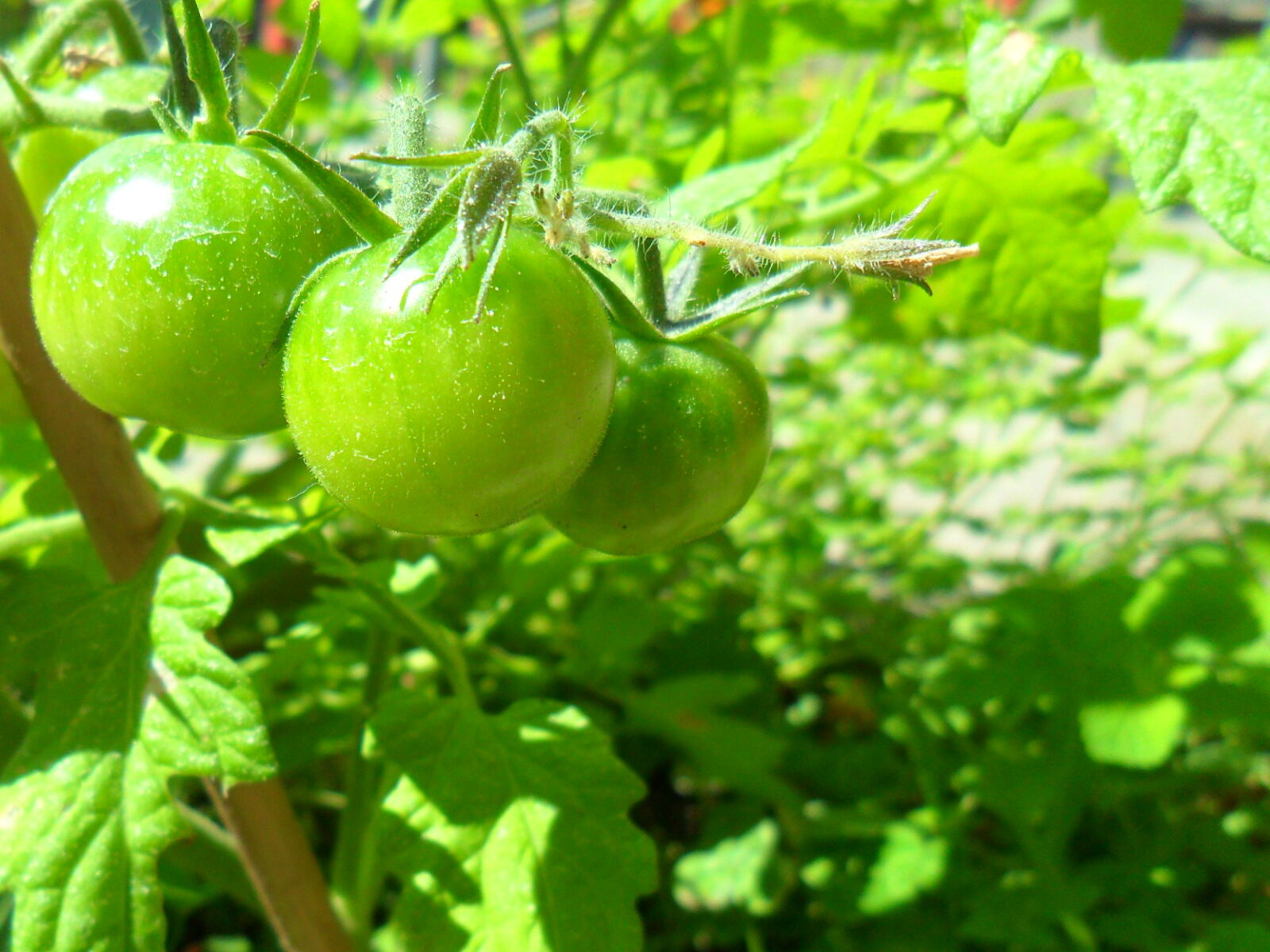 Samsung ES25, ES27 / VLUU ES25, ES27 /  SL45 sample photo. Grass, green, green, plants photography