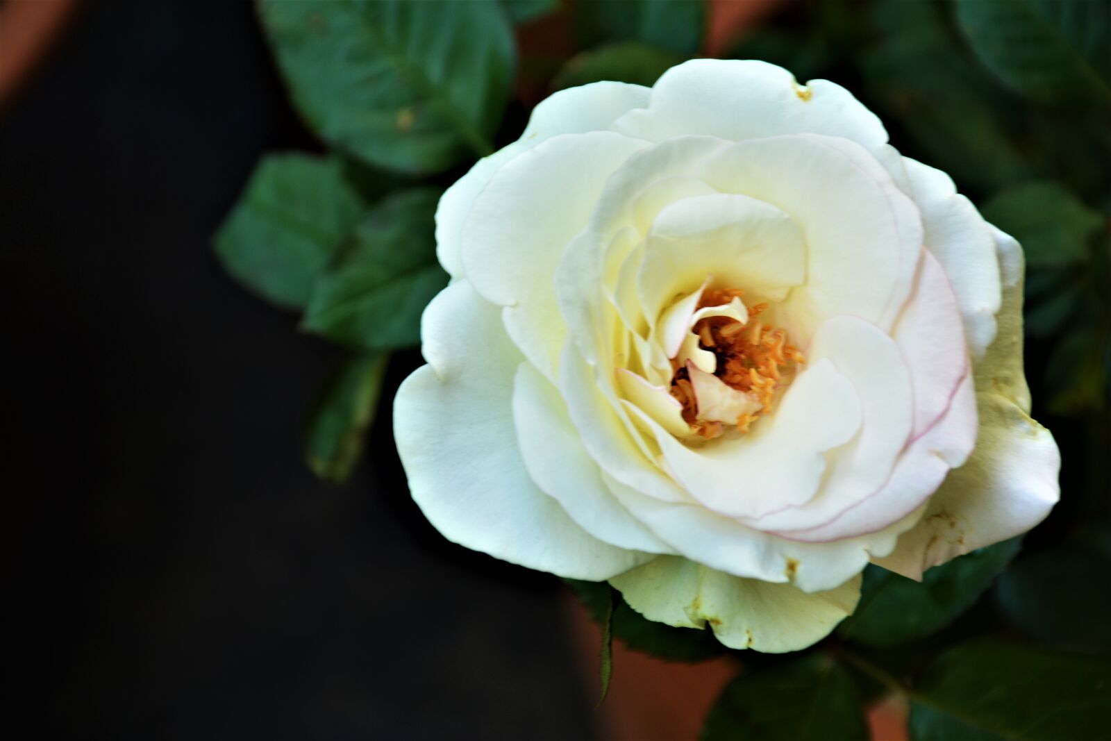 Nikon D5200 sample photo. Indoor plant, green plant photography