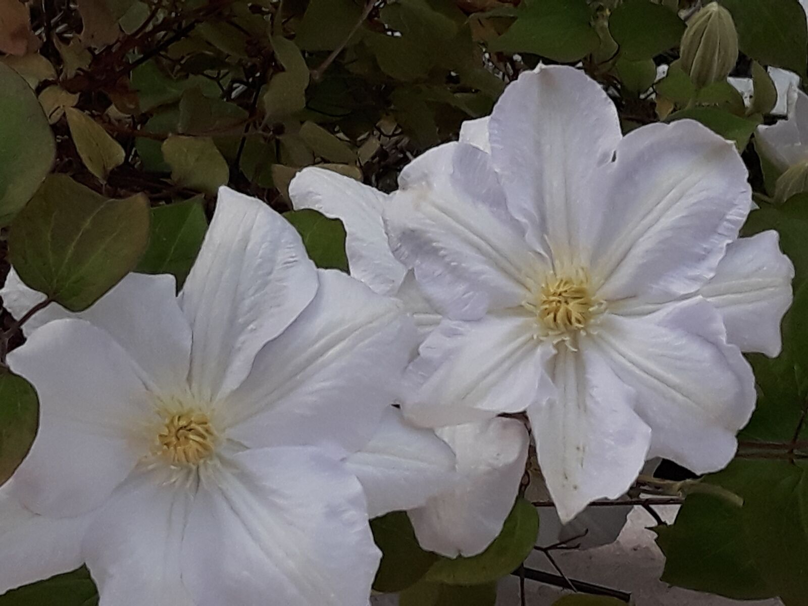 Samsung Galaxy J5 sample photo. Blossom, bloom, flower photography