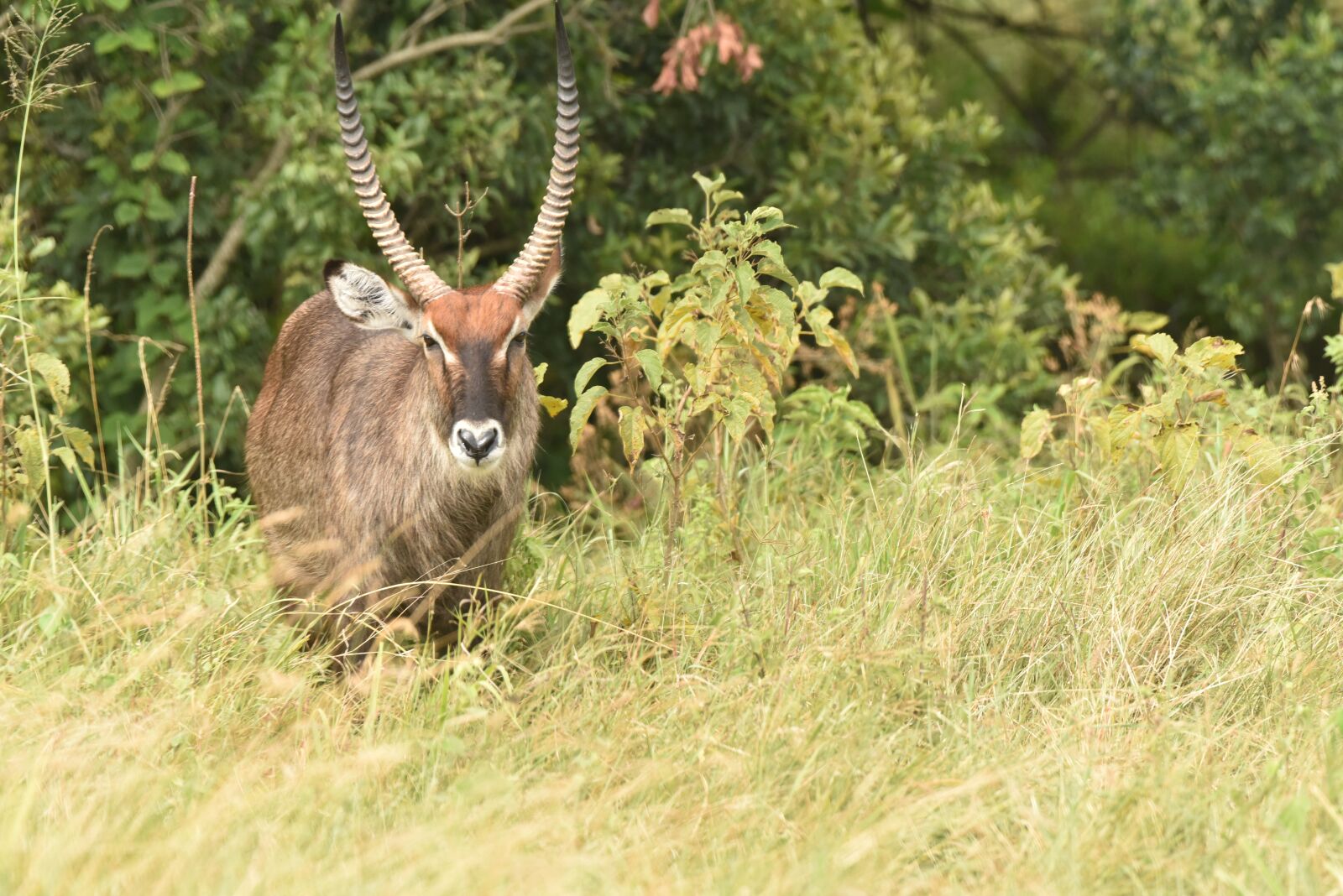 Nikon D810 sample photo. Deer, nature, wildlife photography