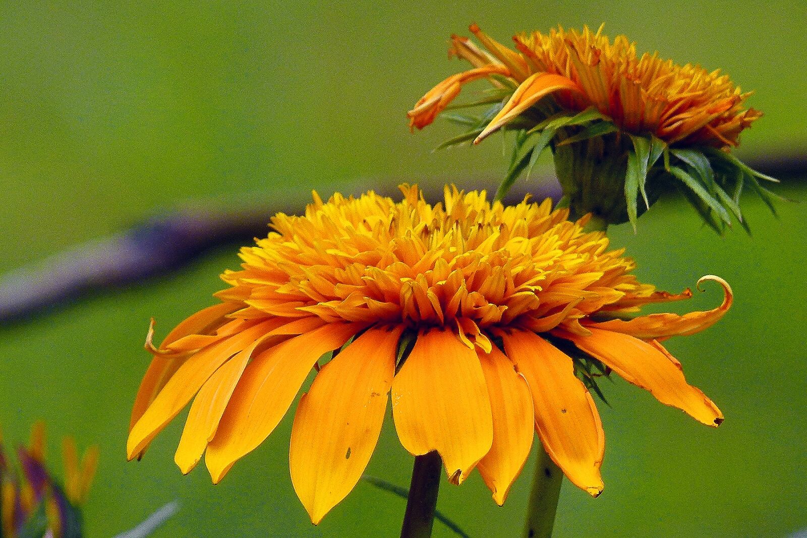 Panasonic Lumix DMC-FZ100 sample photo. Flower, yellow, floral photography
