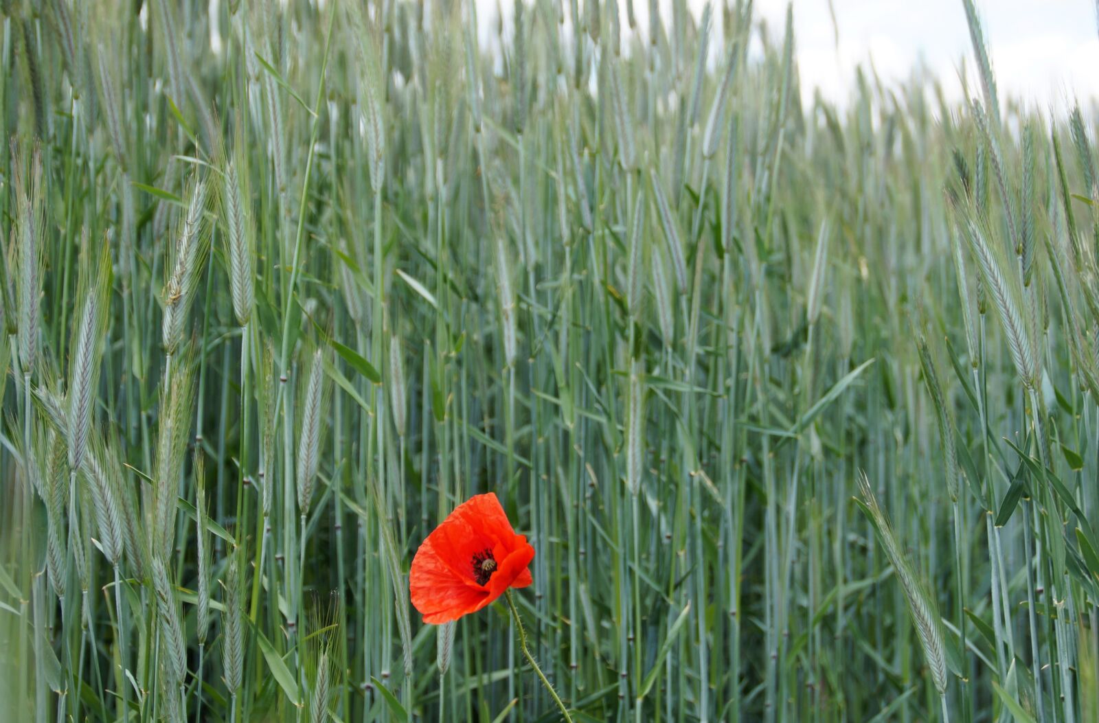 Sony SLT-A58 sample photo. Grain, green, red weed photography