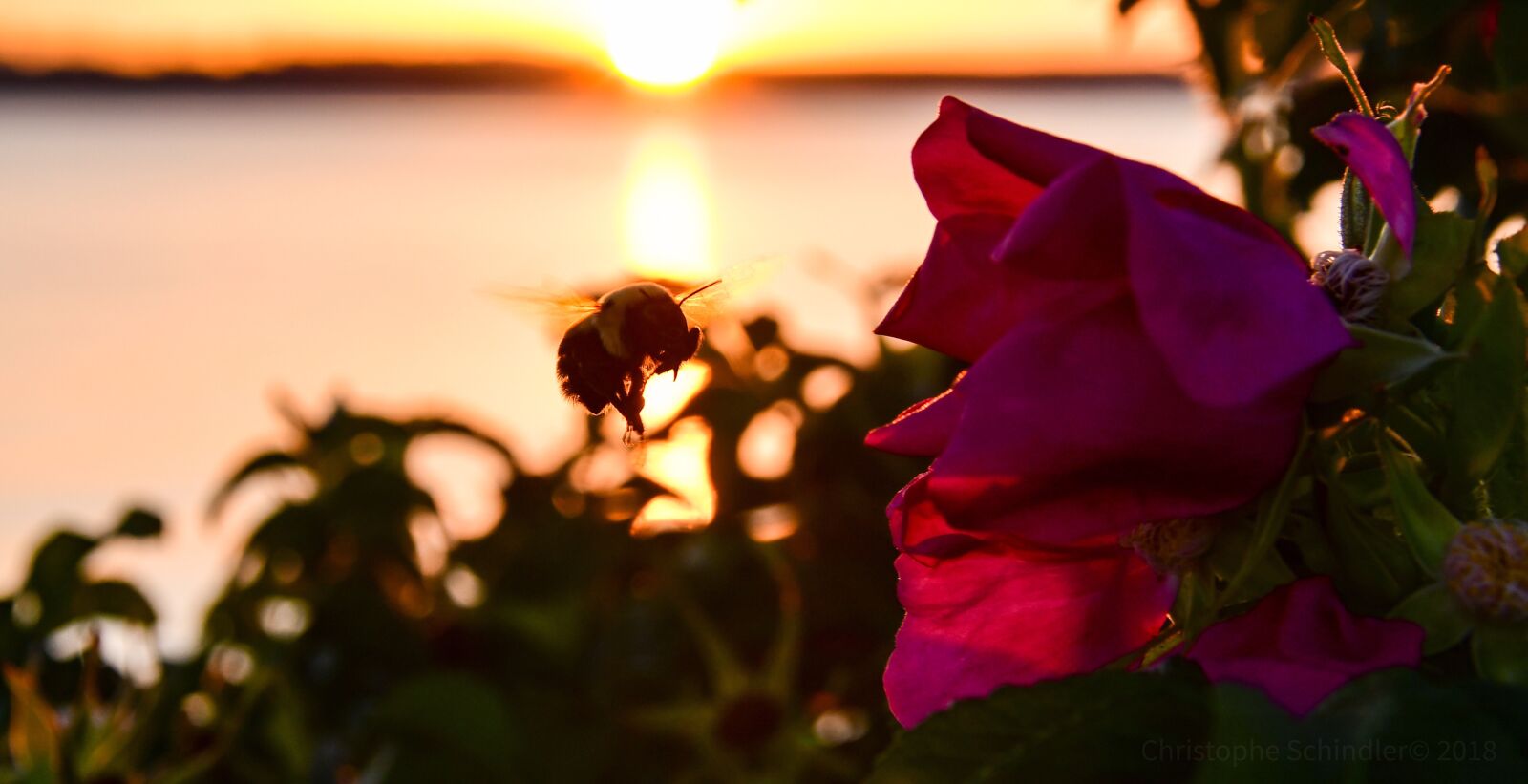 Nikon D500 sample photo. Sunset, bourdon, flowers photography