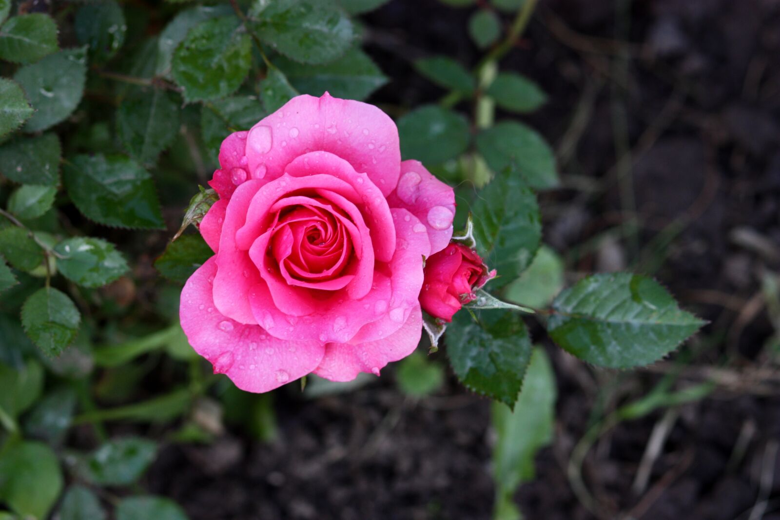 Canon EOS 450D (EOS Rebel XSi / EOS Kiss X2) sample photo. Rose, pink, rain photography