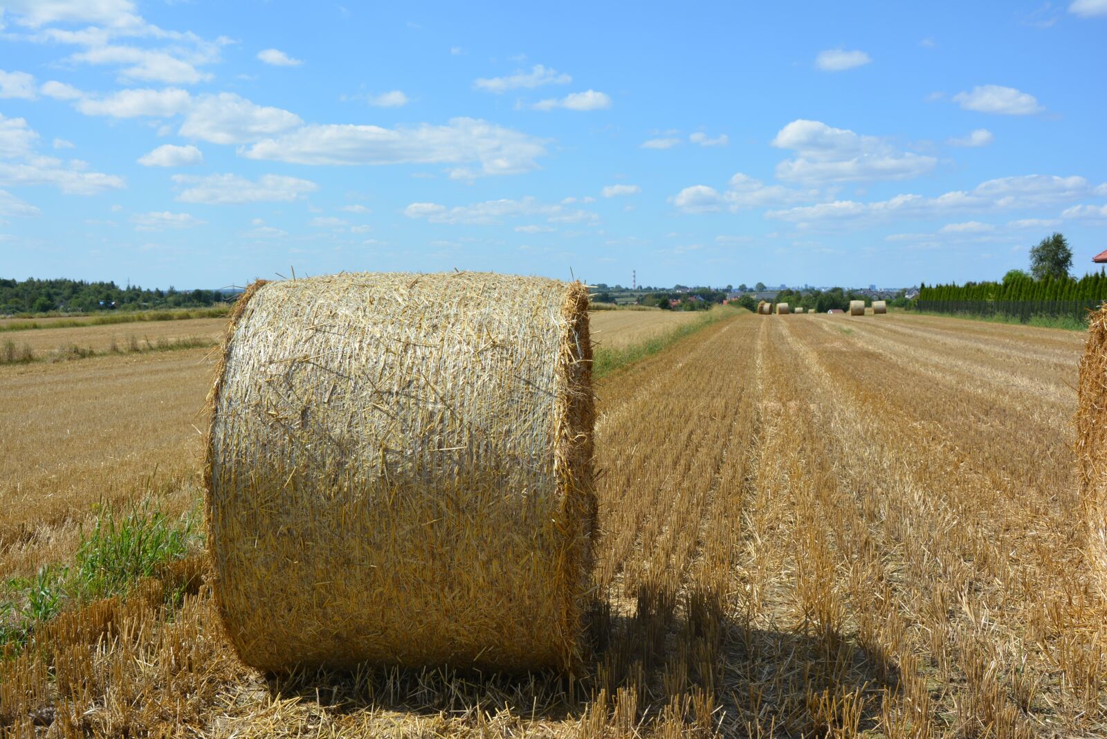 Nikon D5200 sample photo. Harvest, corn, straw photography