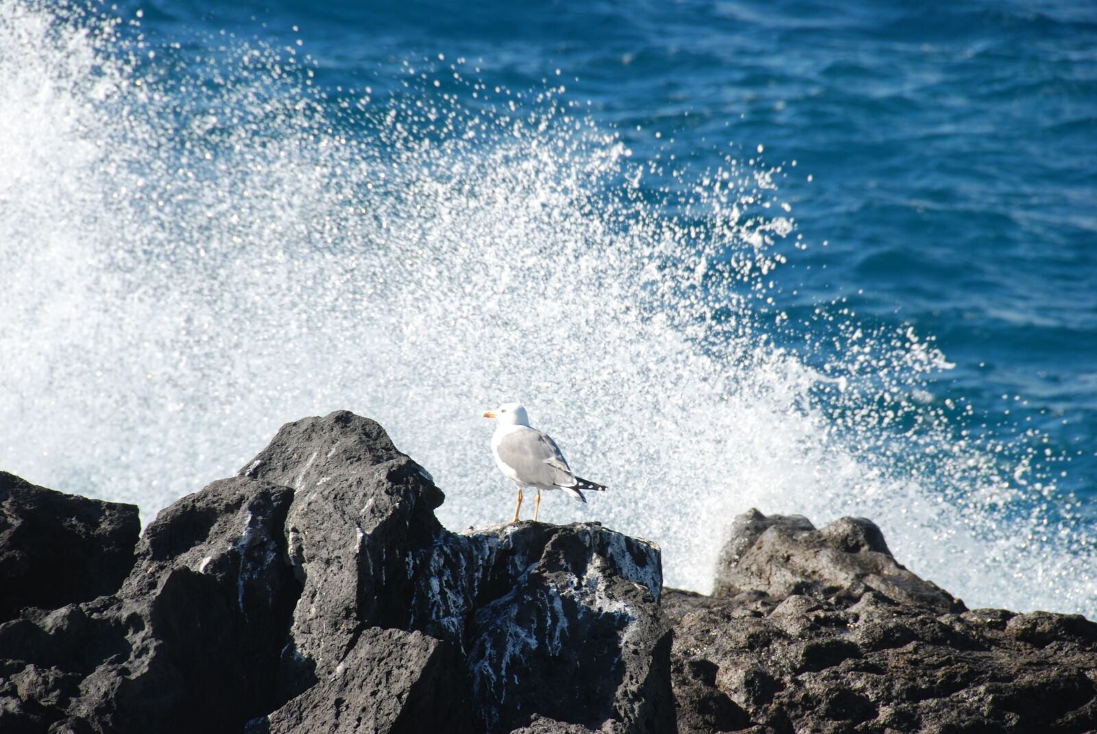 Nikon D80 sample photo. Seagull, surf, surf wave photography