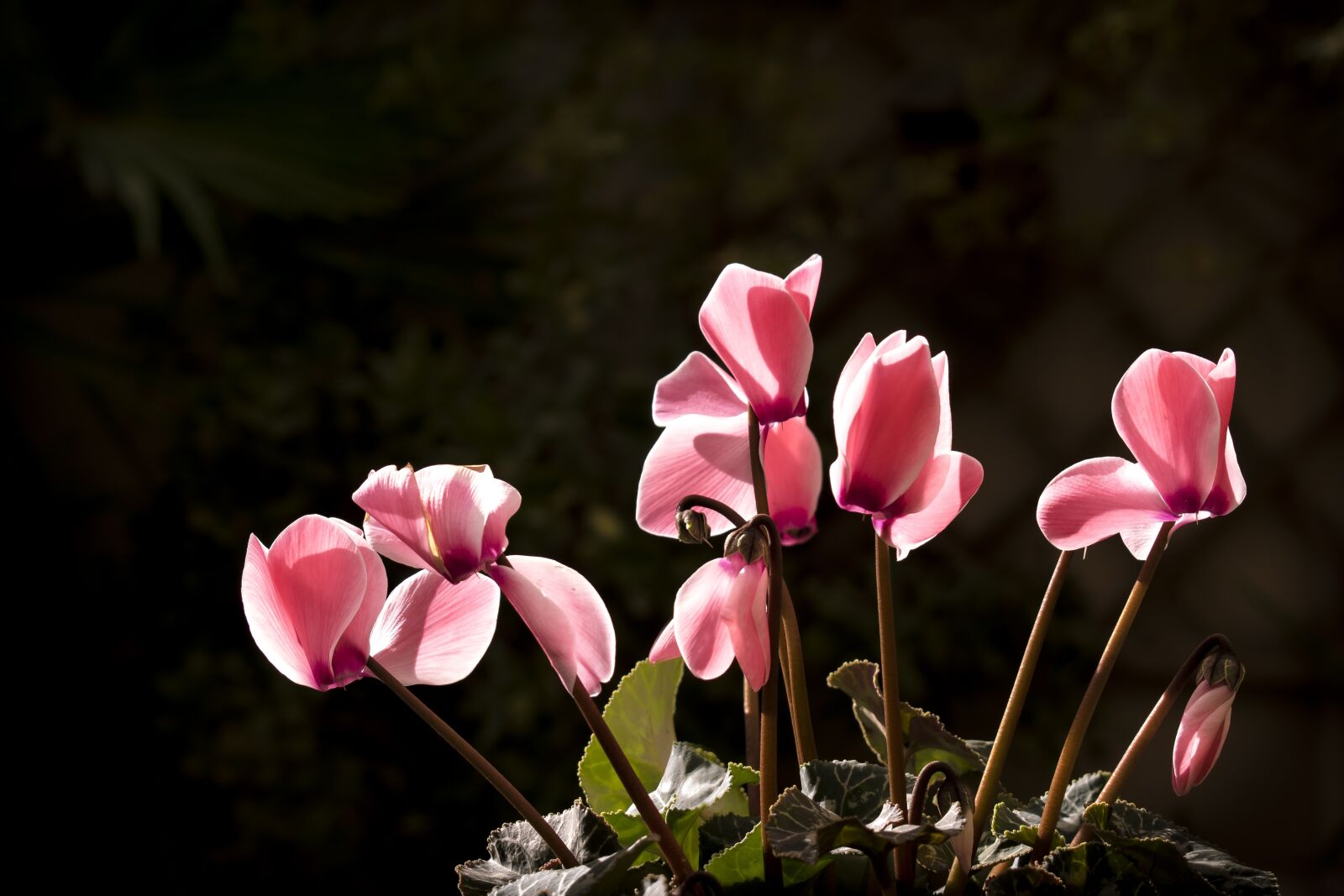 Nikon D5300 sample photo. Cyclamen, winter, autumn photography
