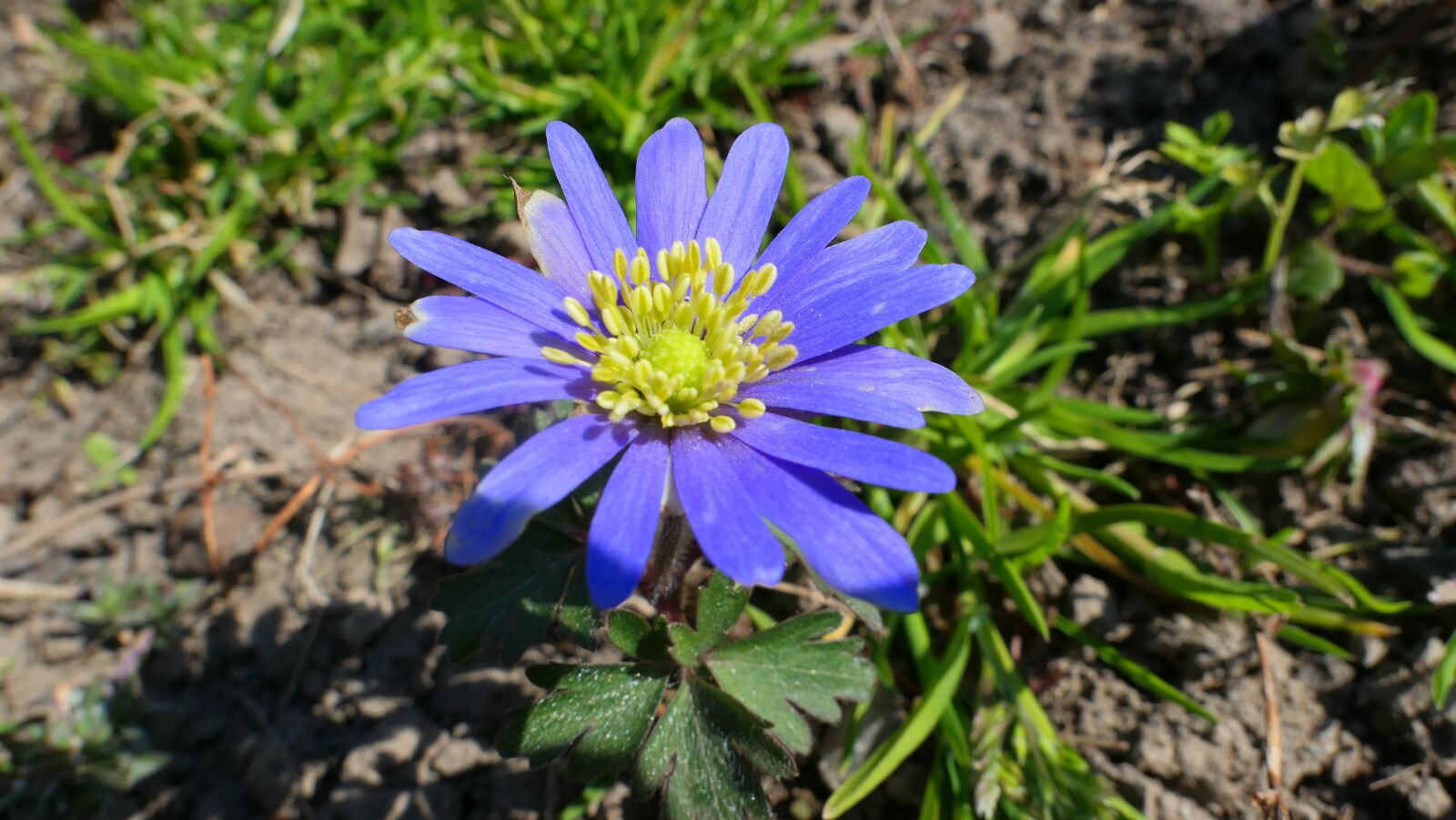 Panasonic Lumix DMC-LX10 (Lumix DMC-LX15) sample photo. Flower, blue, anemone photography