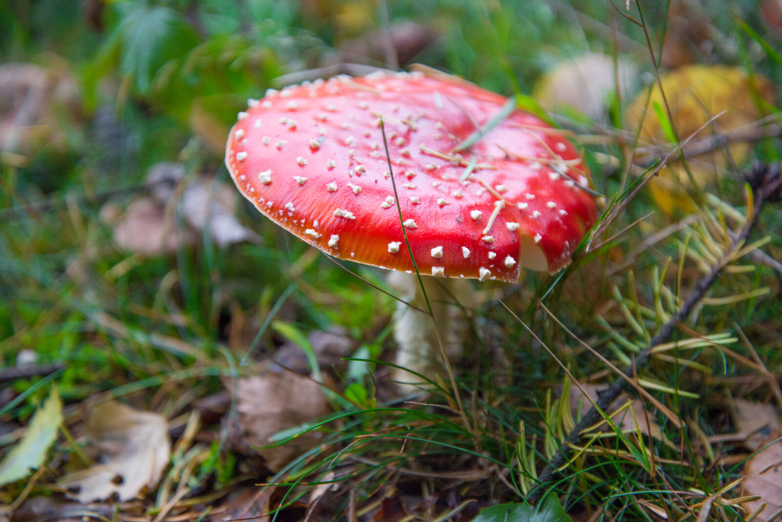 Nikon AF-S Nikkor 24-85mm F3.5-4.5G ED VR sample photo. Autumn, fly, agaric, forest photography