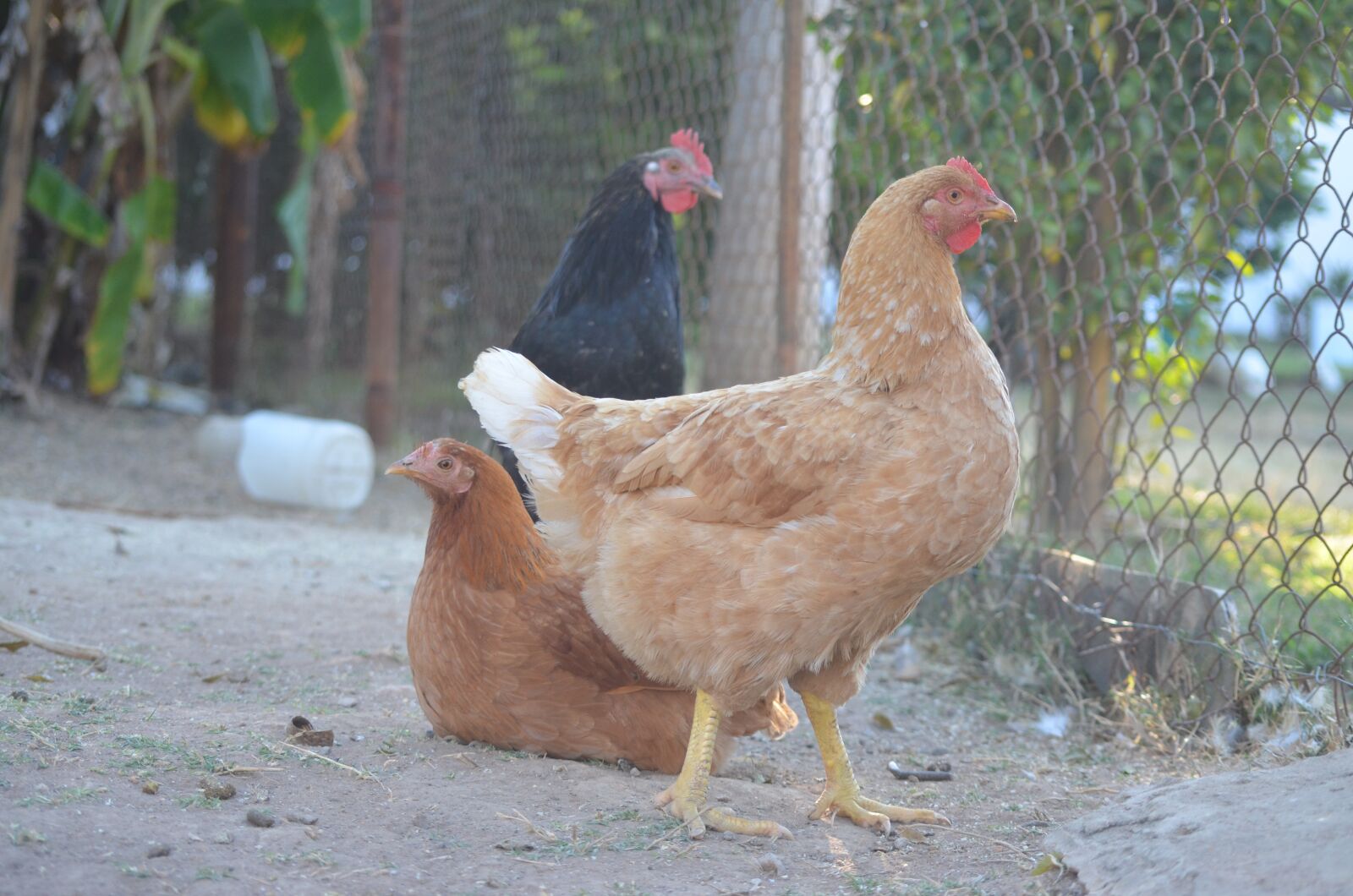 Nikon D5100 sample photo. Chicken, chickens, poultry photography