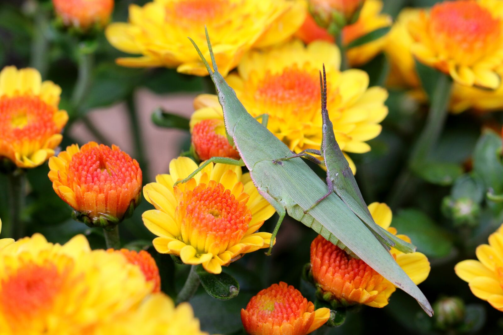 Canon EOS 7D Mark II sample photo. Thrust, long-headed grasshopper, insects photography