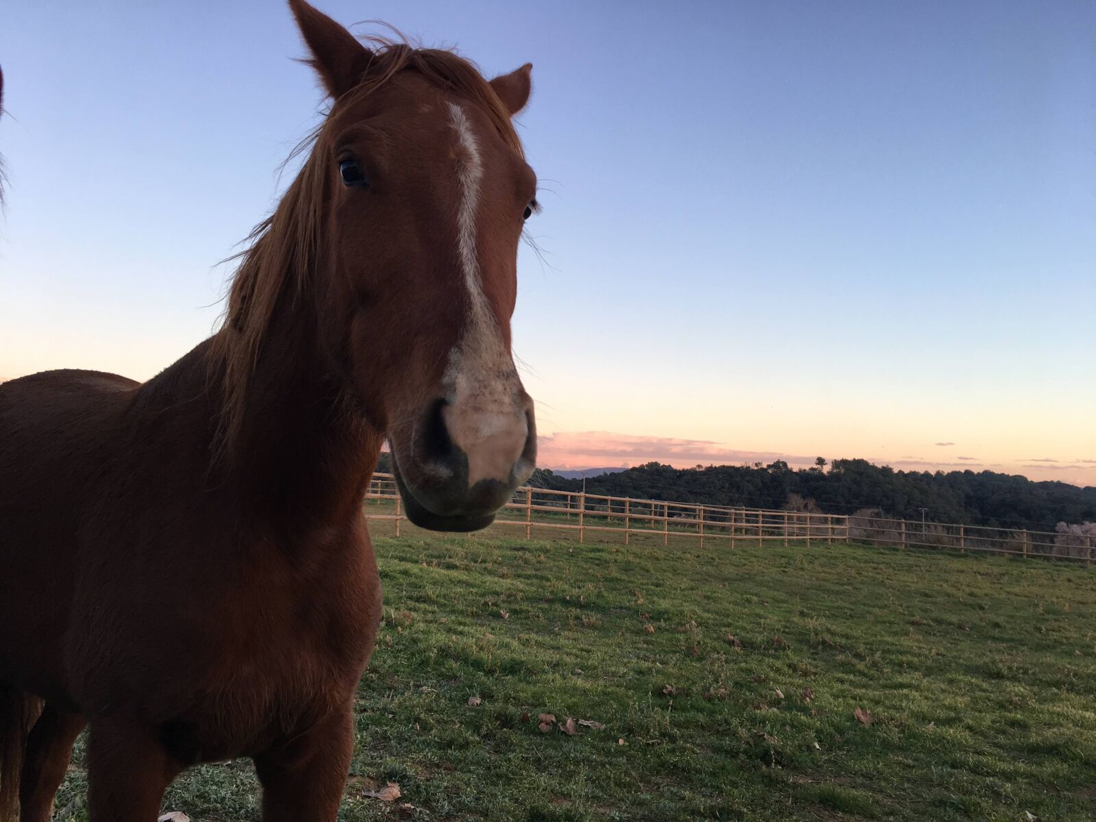 iPhone 6s Plus back camera 4.15mm f/2.2 sample photo. Horse, equine photography