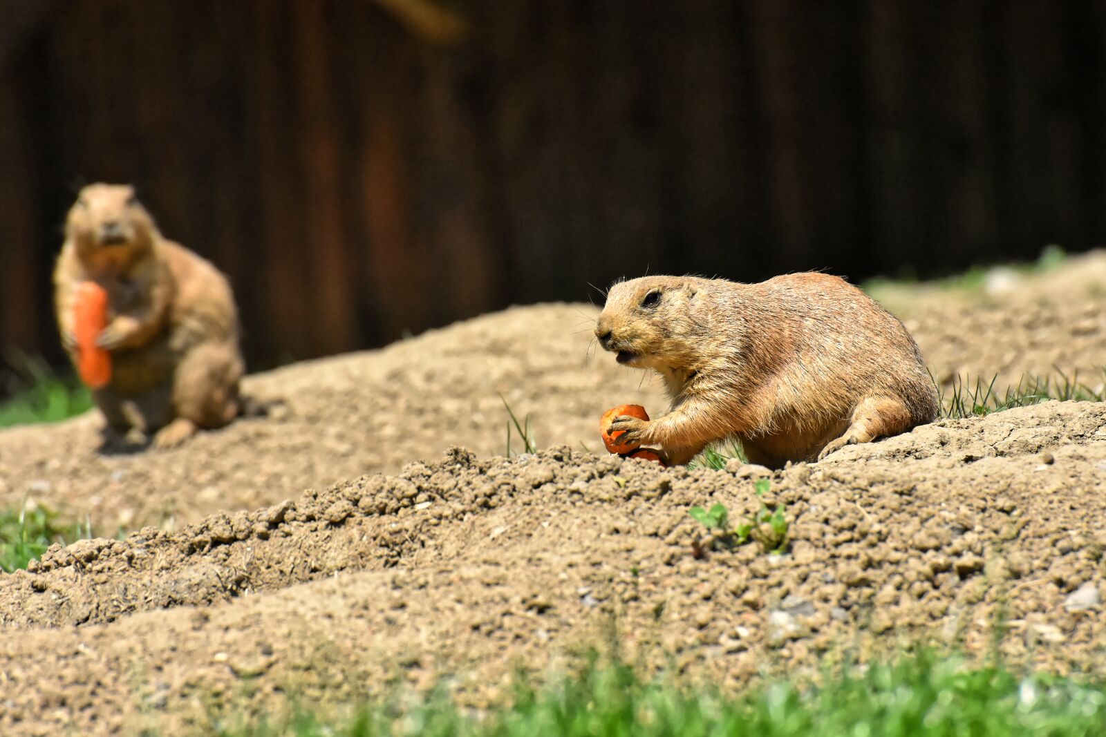 Nikon D7200 sample photo. Prairie dogs, nager, rodents photography