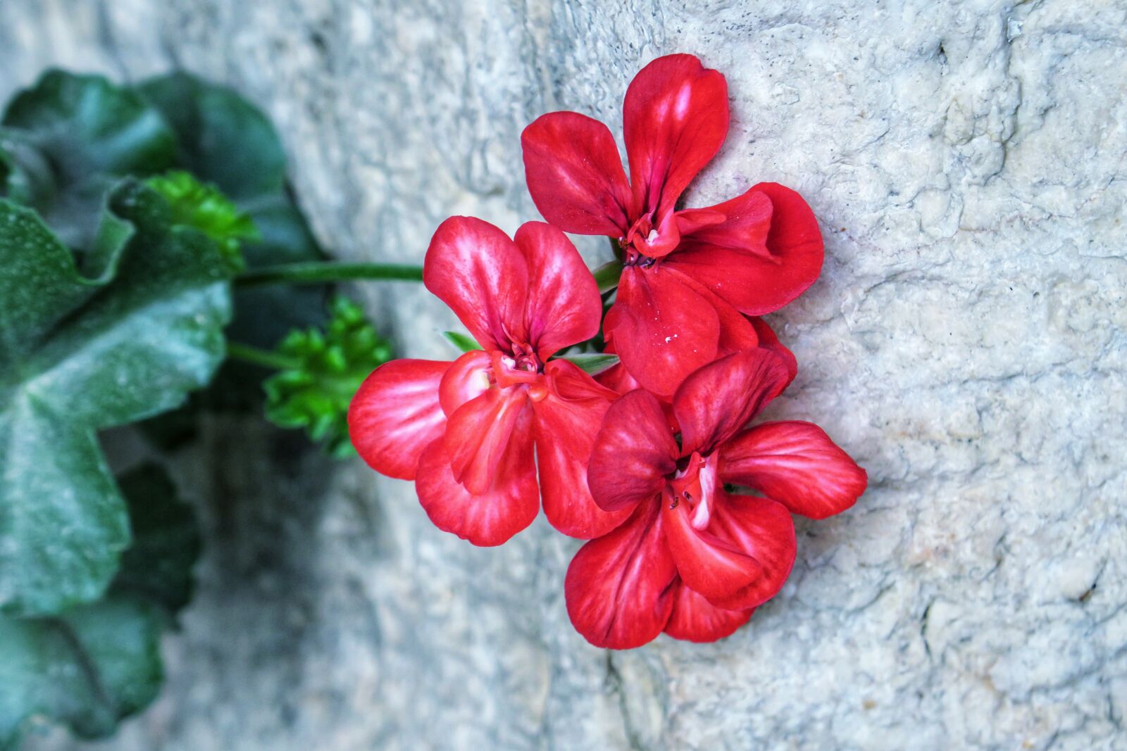 Canon PowerShot G3 X sample photo. Geranium, wild flowers, natural photography
