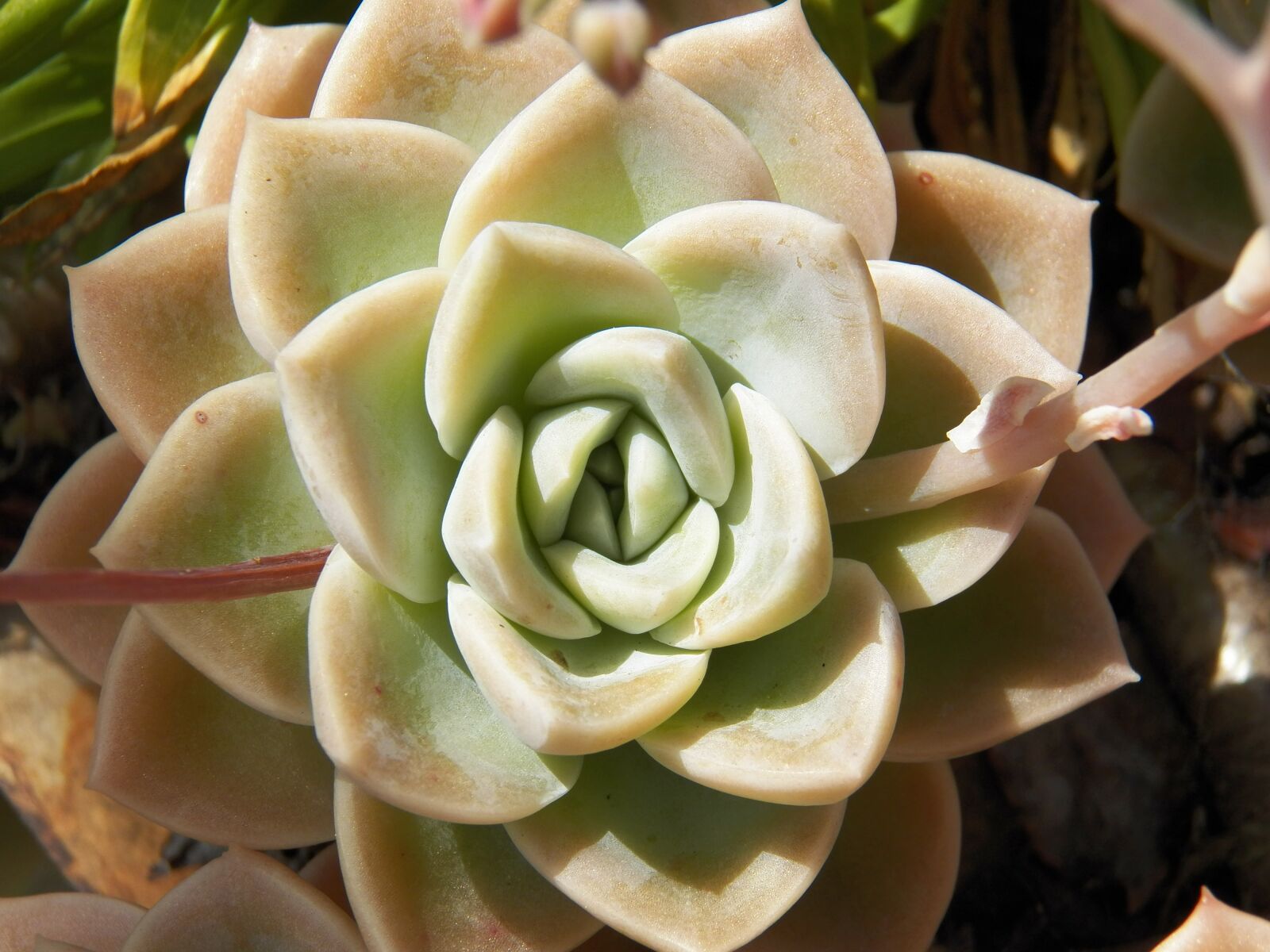 Kodak EasyShare Z990 (EasyShare Max) sample photo. Succulents, flowers, a fleshy photography