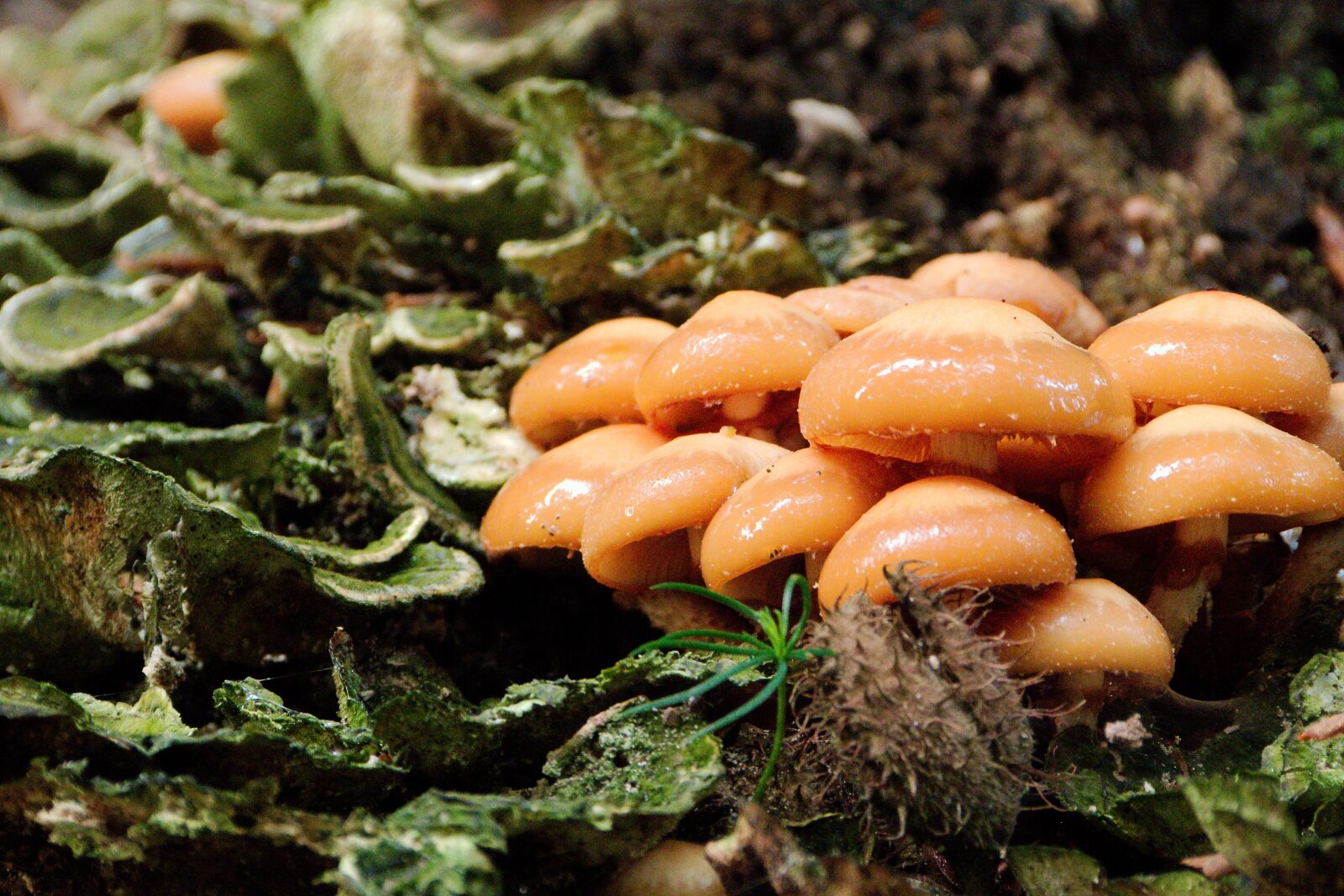 Panasonic Lumix DMC-FZ40 (Lumix DMC-FZ45) sample photo. Mushroom, food, vegetables photography