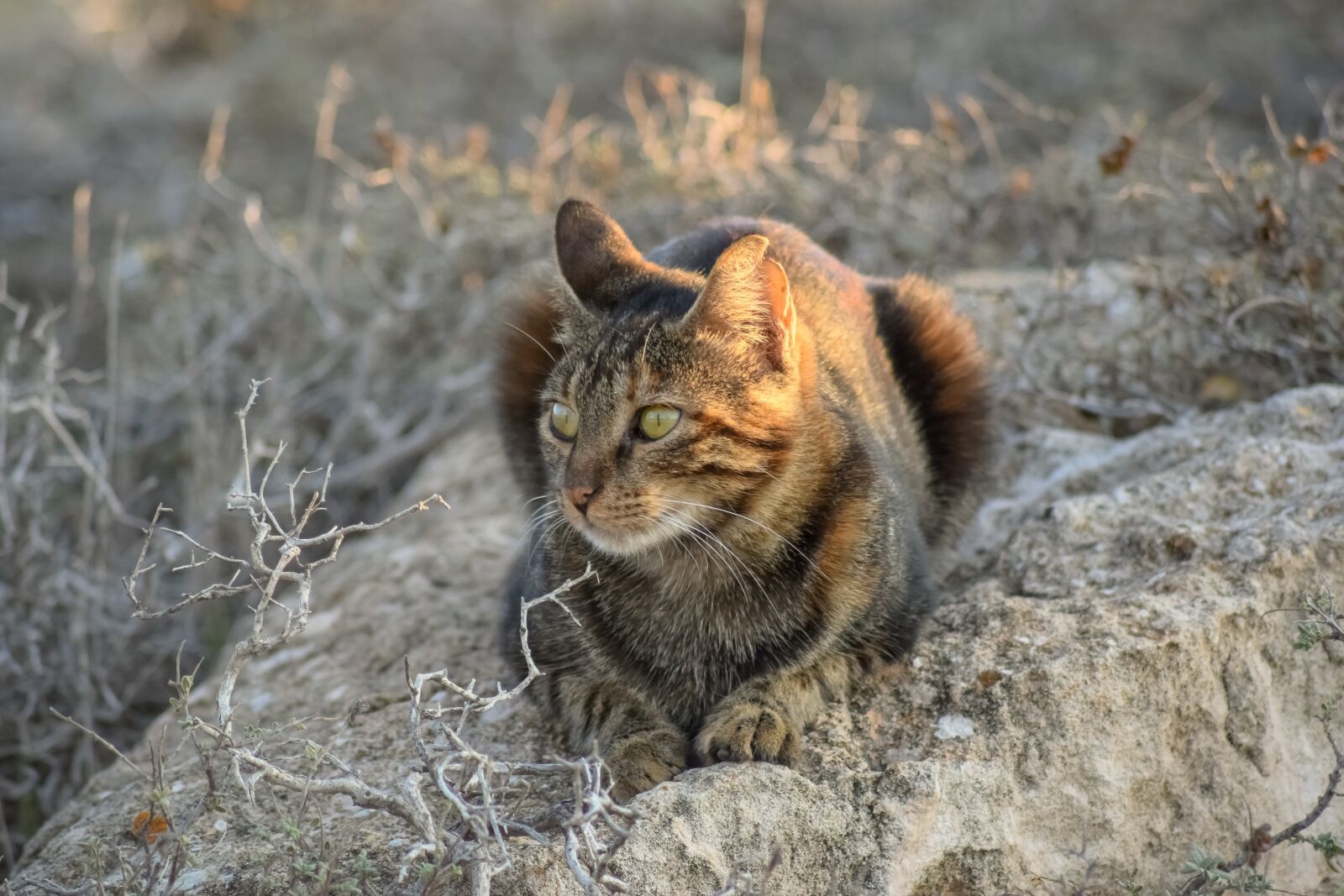 Nikon D3300 sample photo. Cat, stray, animal photography