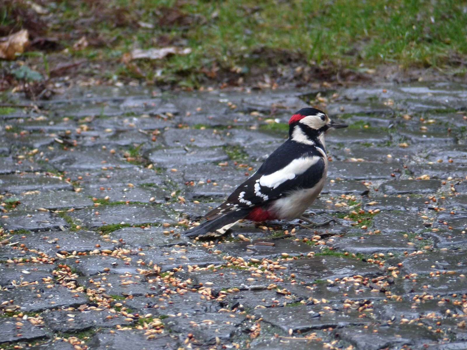 Panasonic Lumix DMC-FZ200 sample photo. Great spotted woodpecker, bird photography