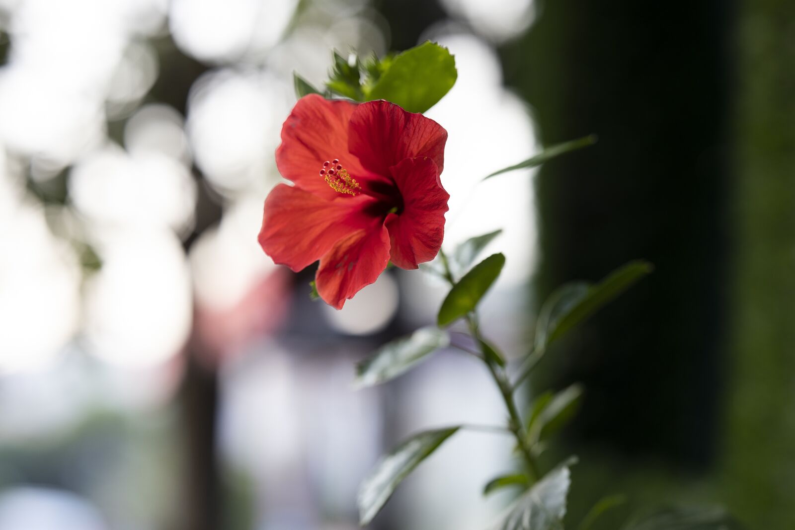 Canon EOS R sample photo. Flower, hibiscus, red flower photography