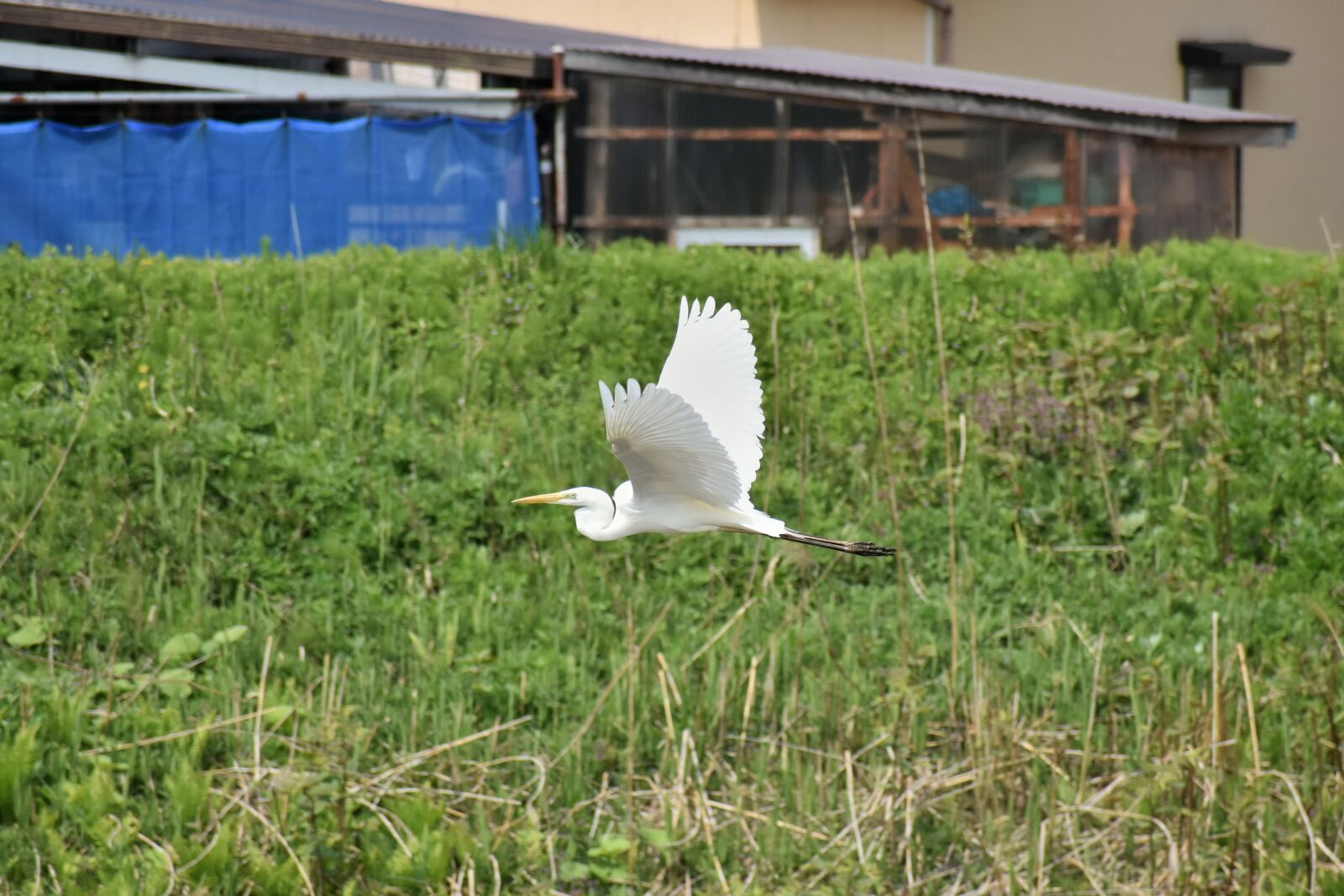 Nikon D7200 sample photo. Animal, river, waterside photography