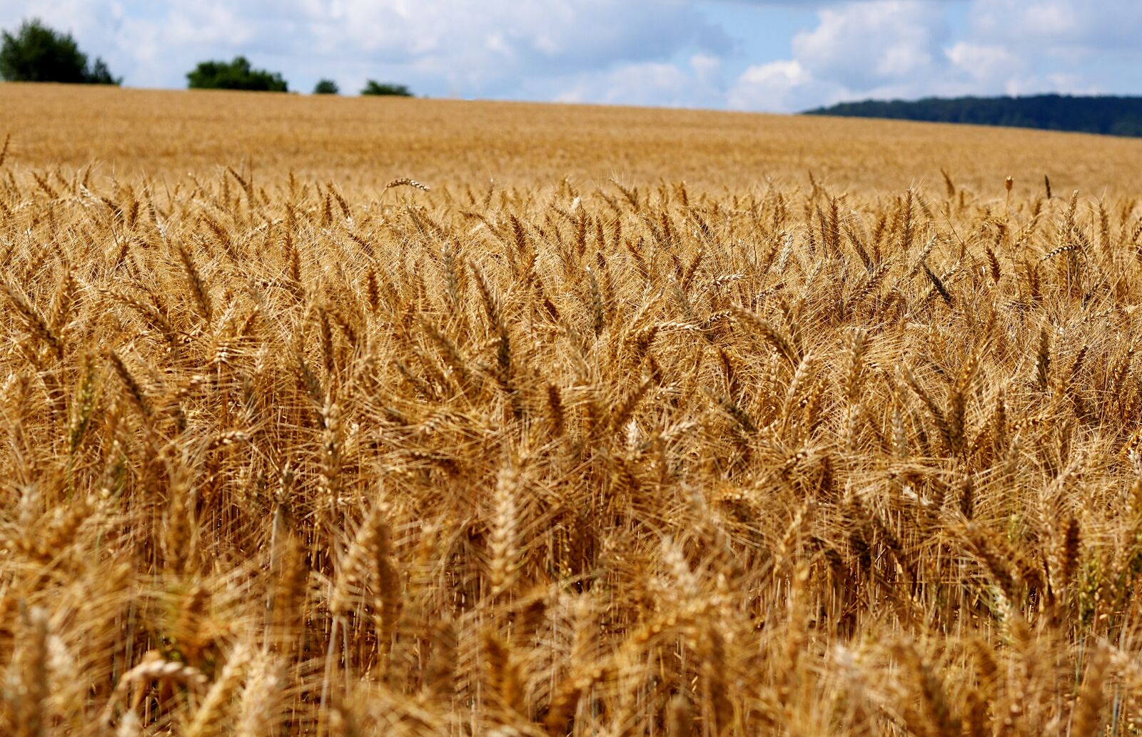 Nikon D3300 sample photo. Barley, field, spike photography