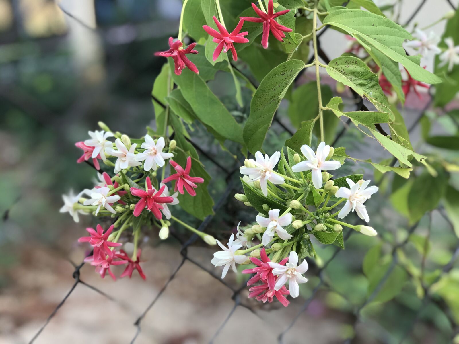 Apple iPhone 7 Plus sample photo. Flower, tree, nice photography