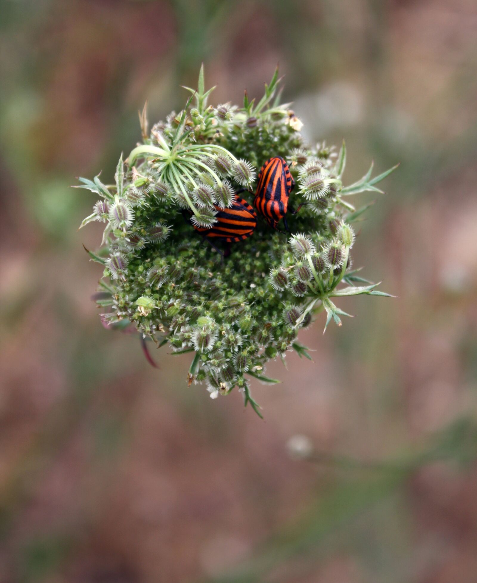Canon EOS 1000D (EOS Digital Rebel XS / EOS Kiss F) sample photo. Minstrel bug, beetle, striped-bug photography