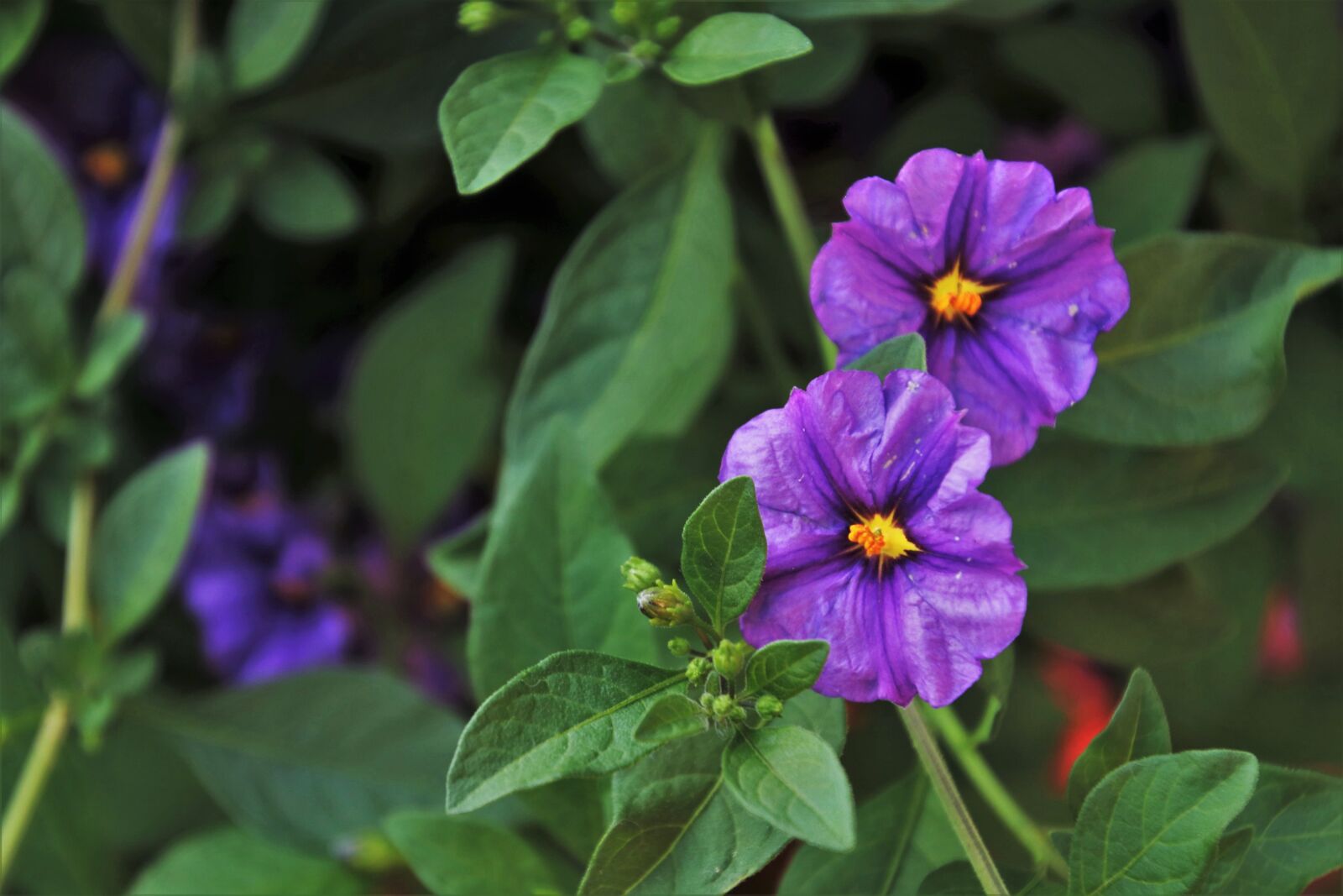 Canon EOS 80D sample photo. Violet, flower, plant photography