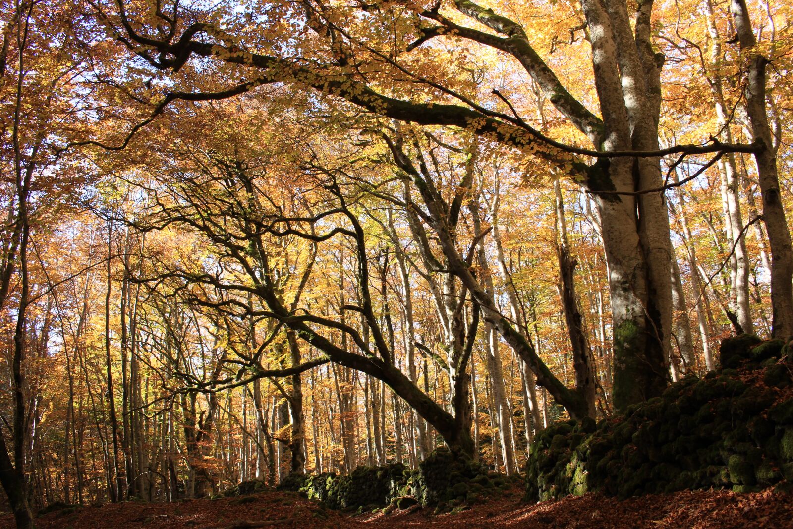 Canon EOS 100D (EOS Rebel SL1 / EOS Kiss X7) sample photo. Forest, fall, magic photography