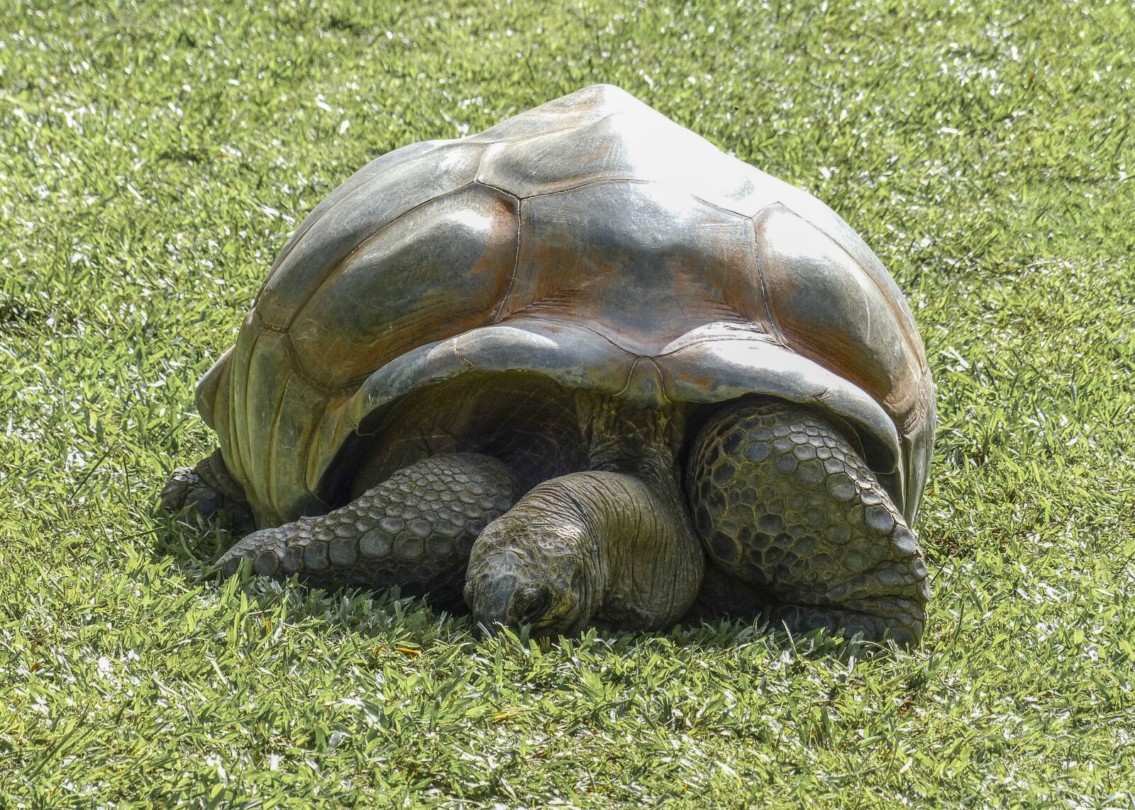 Panasonic Lumix DMC-FZ200 sample photo. Tortoise, aldabra giant tortoise photography
