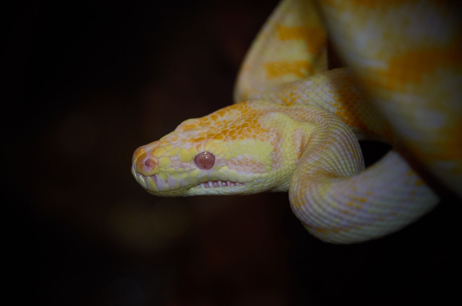 Nikon D5100 sample photo. Snake, australian wildlife, reptile photography