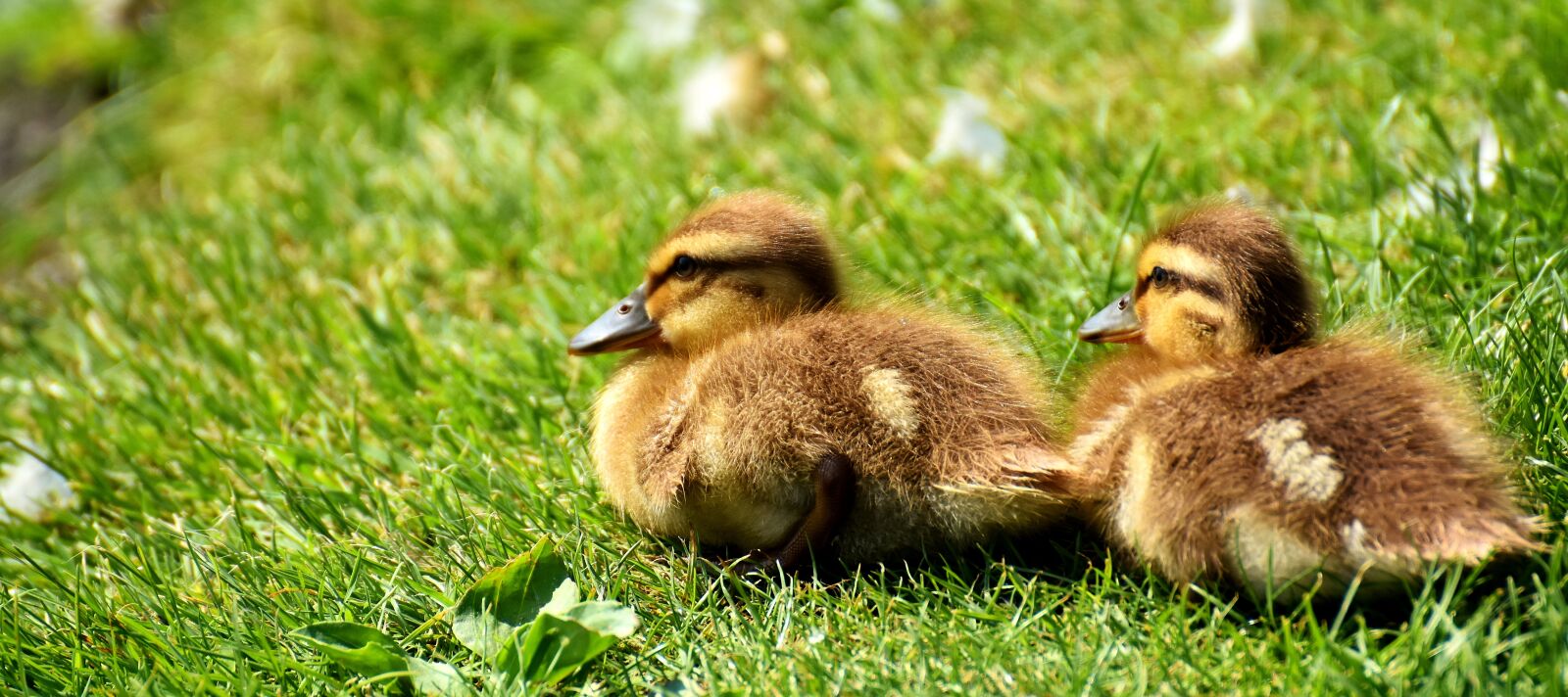 Nikon D7200 sample photo. Mallard, chicks, baby photography