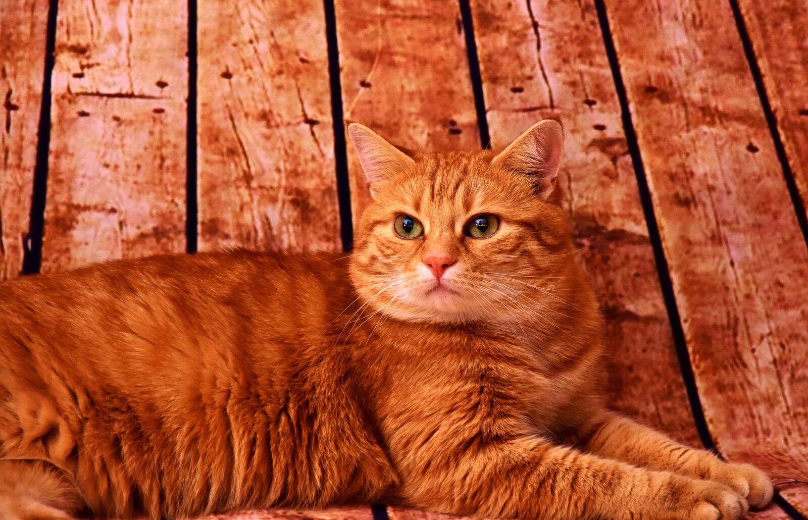 Nikon D7200 sample photo. Cat, red, mackerel photography