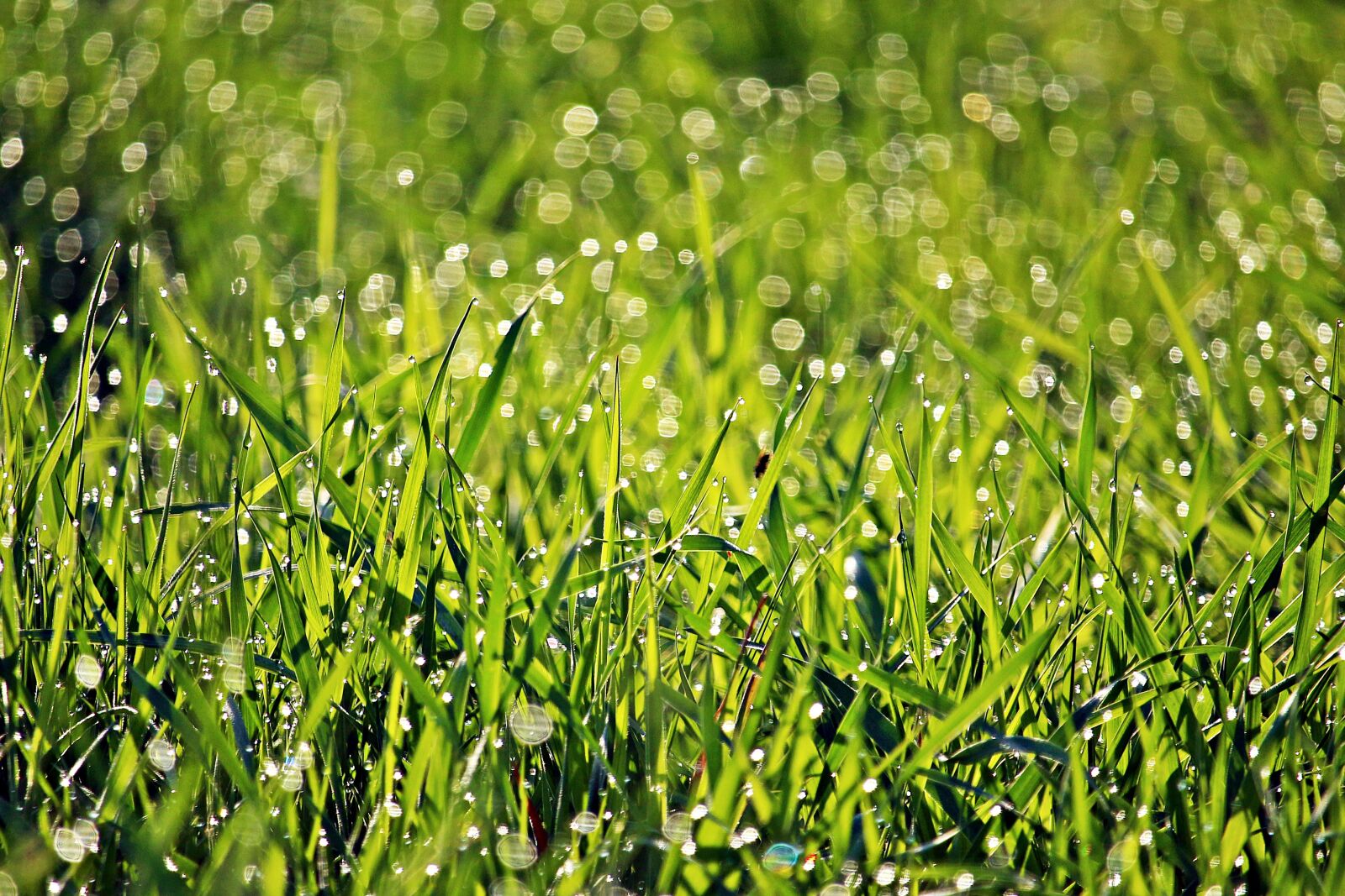 Canon EOS 100D (EOS Rebel SL1 / EOS Kiss X7) sample photo. Grass, dew, spring photography
