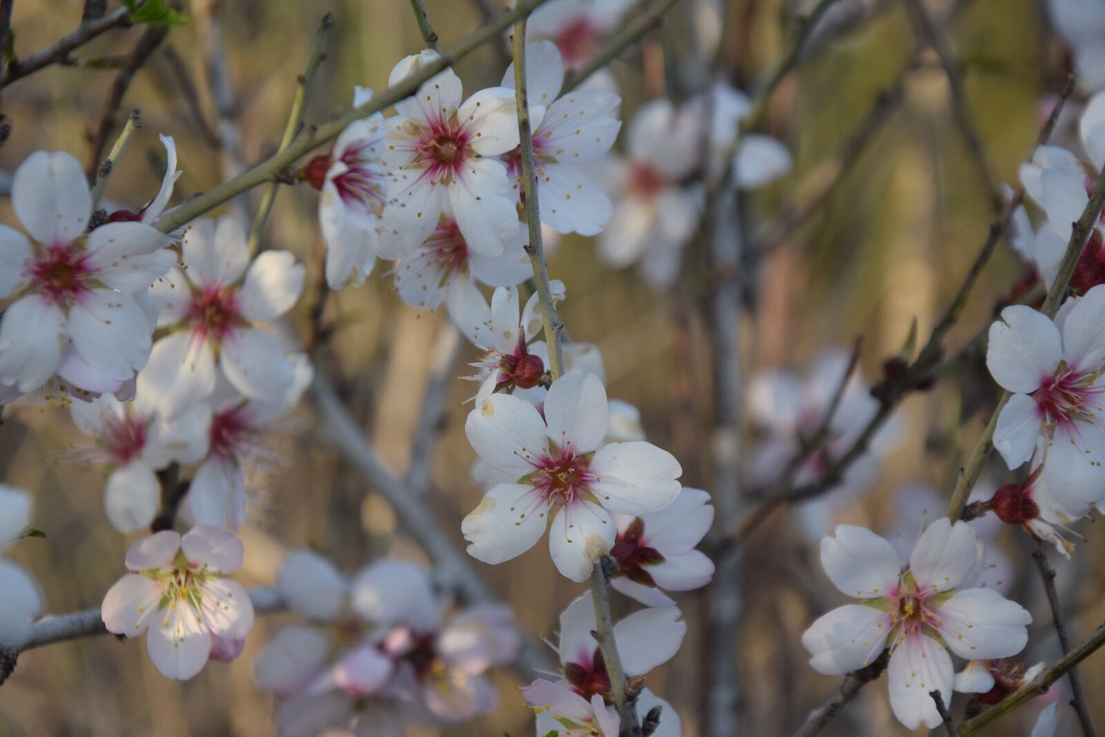 Nikon D3300 sample photo. Branch, flower, tree photography
