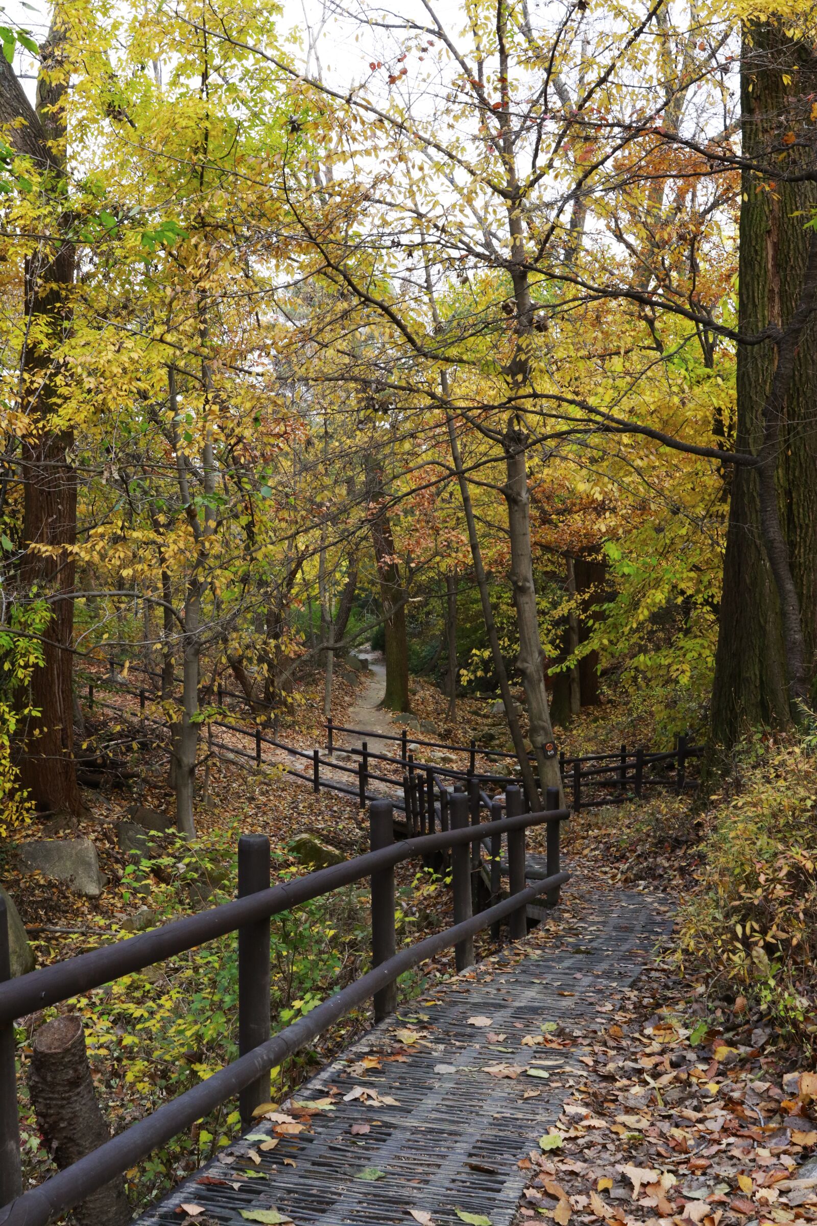 Canon EF 24-70mm F2.8L II USM sample photo. Autumn in seoul, autumn photography
