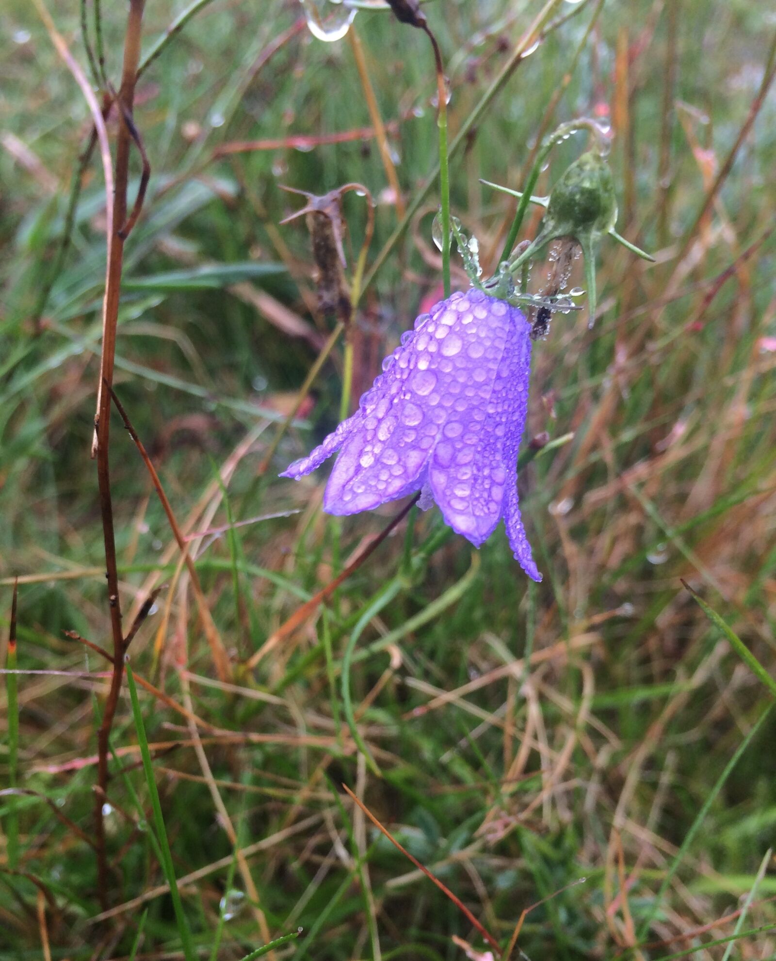 iPhone 5s back camera 4.15mm f/2.2 sample photo. Dewdrops, bellflower, purple flower photography