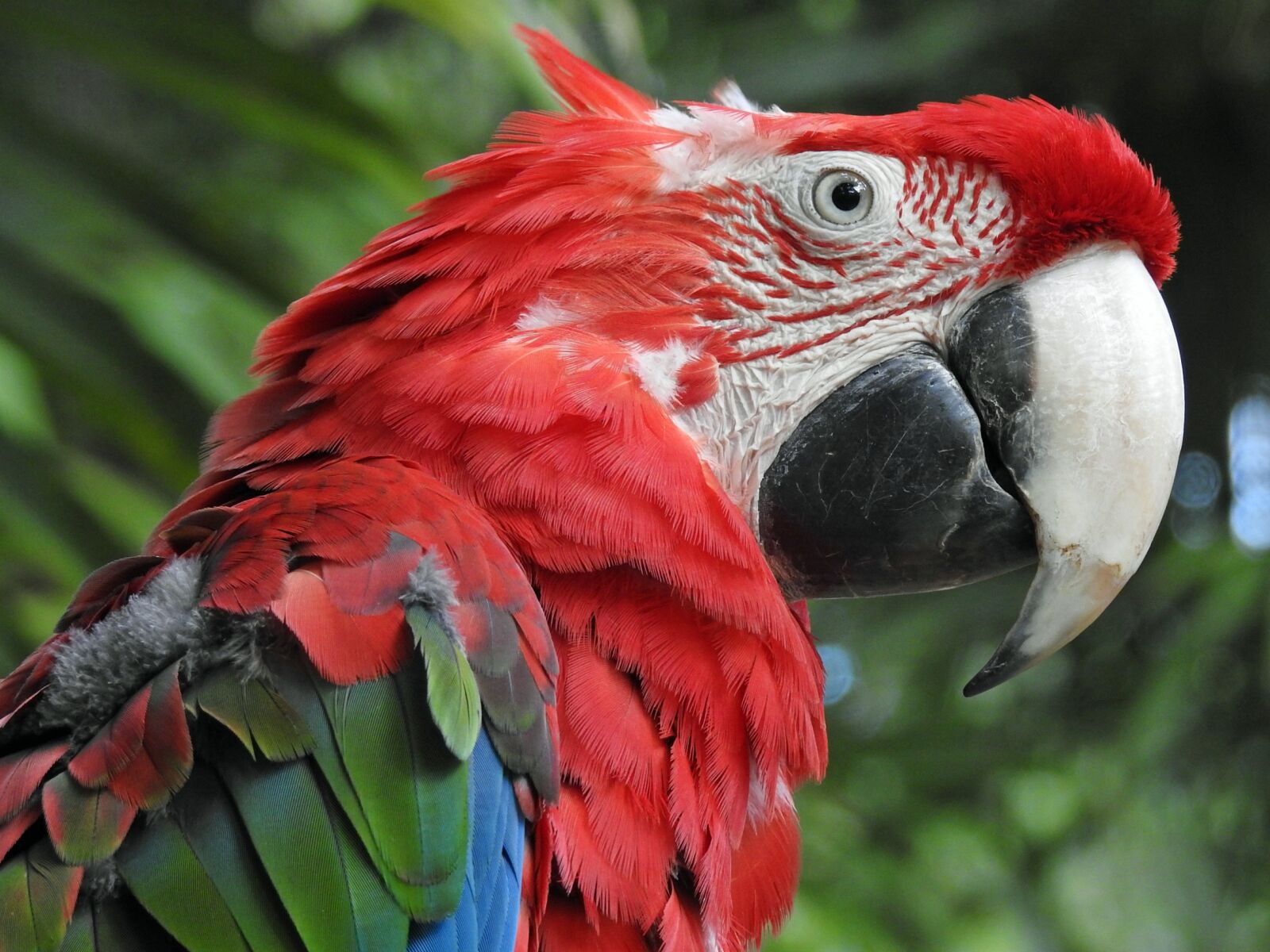 Nikon Coolpix P900 sample photo. Parrot, bird, animal photography