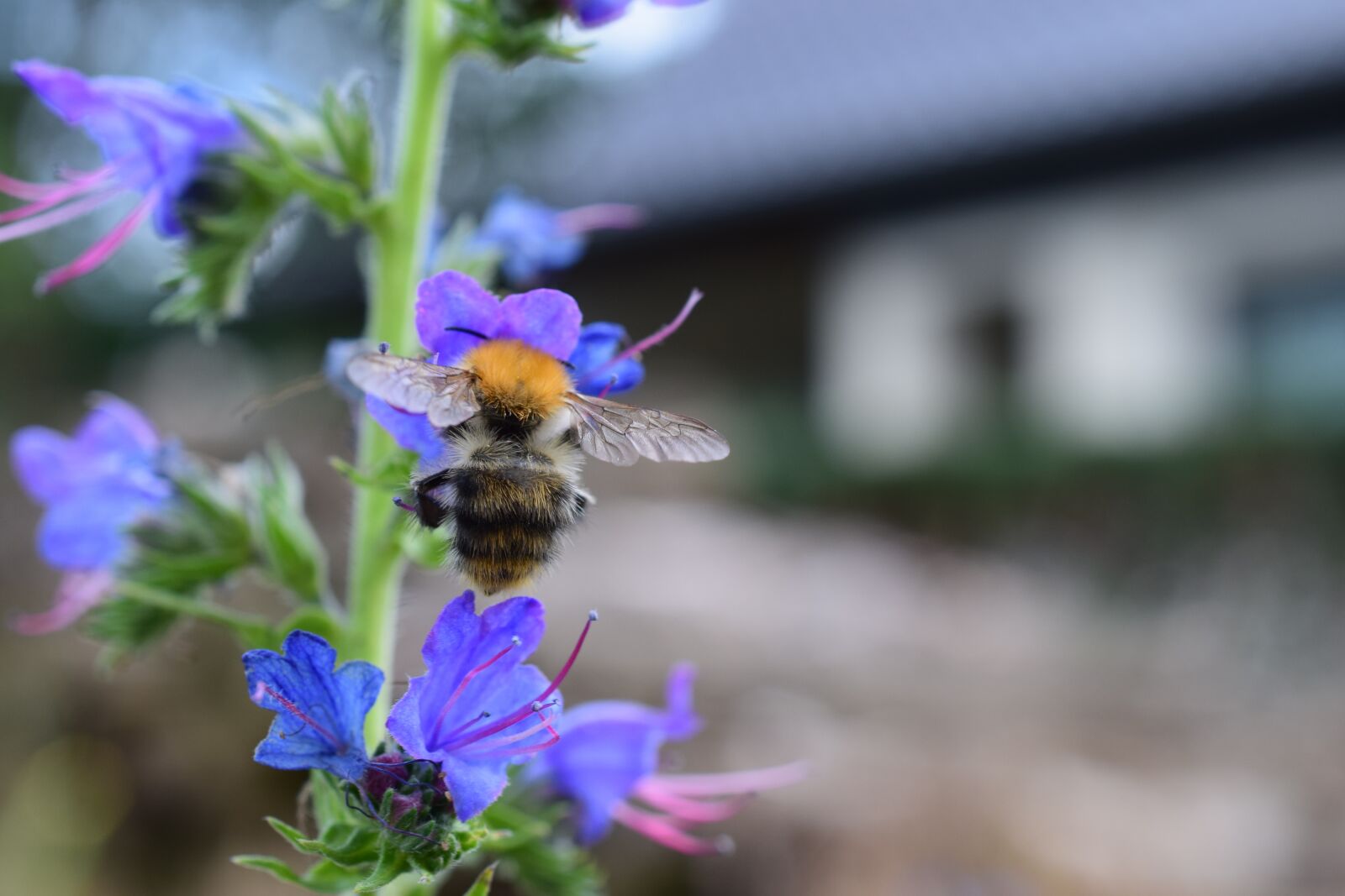Nikon D5300 sample photo. Bee, flower, macro photography