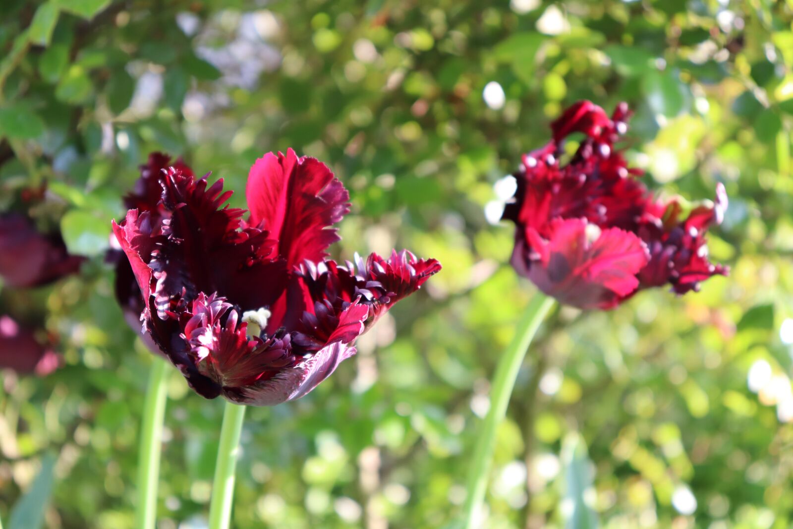 Canon EOS 200D (EOS Rebel SL2 / EOS Kiss X9) sample photo. Tulips, red, garden photography