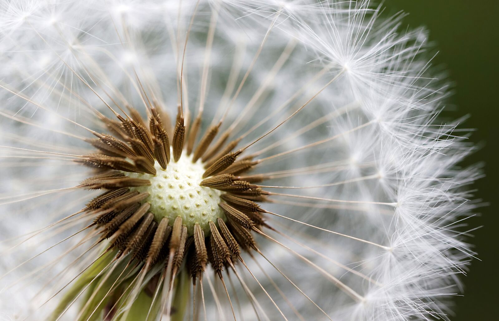 Canon EOS 600D (Rebel EOS T3i / EOS Kiss X5) sample photo. Nuns, macro, field photography